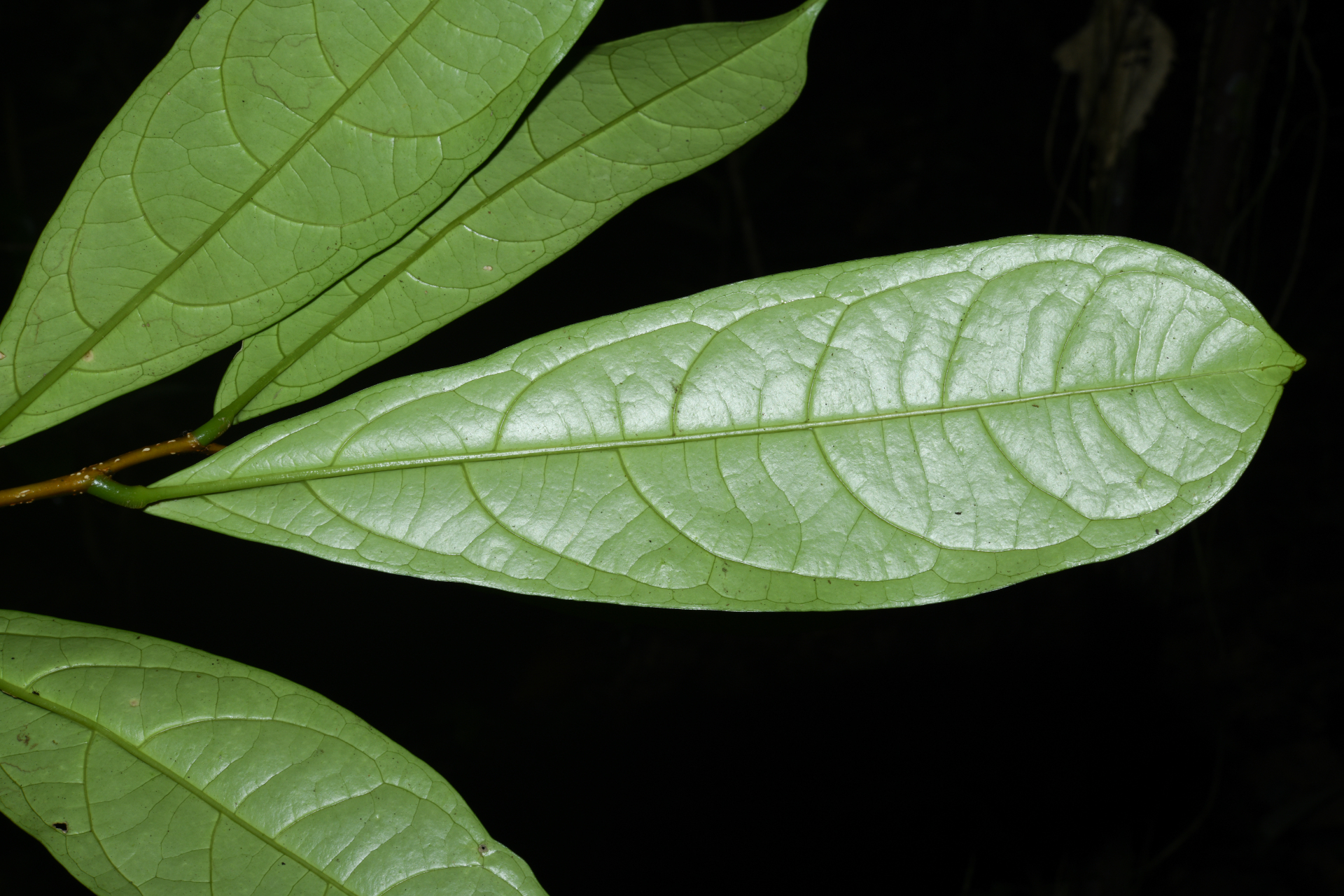 Casearia bracteifera Sagot - Photo Bivouac Naturaliste