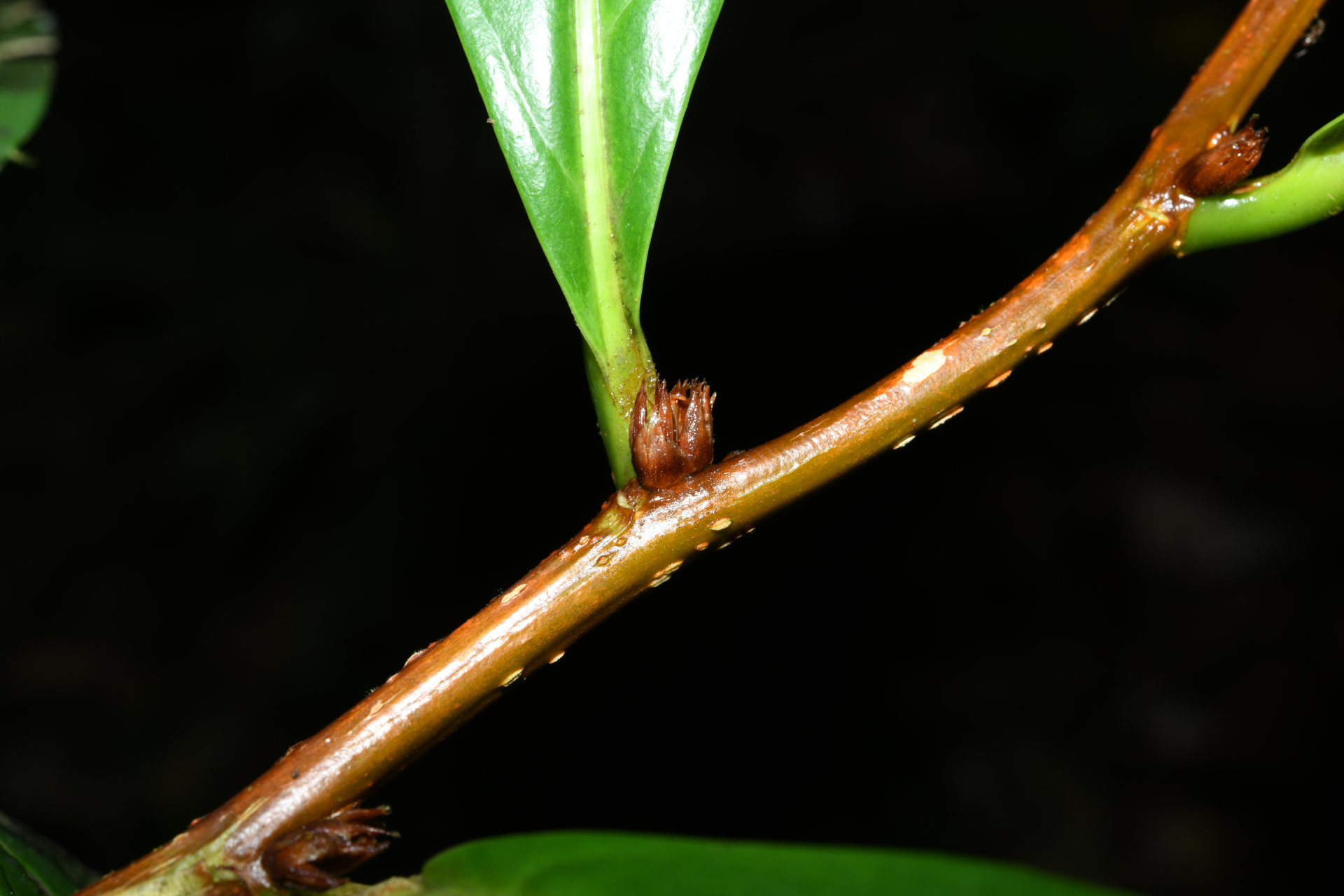 Casearia bracteifera Sagot - Photo Bivouac Naturaliste