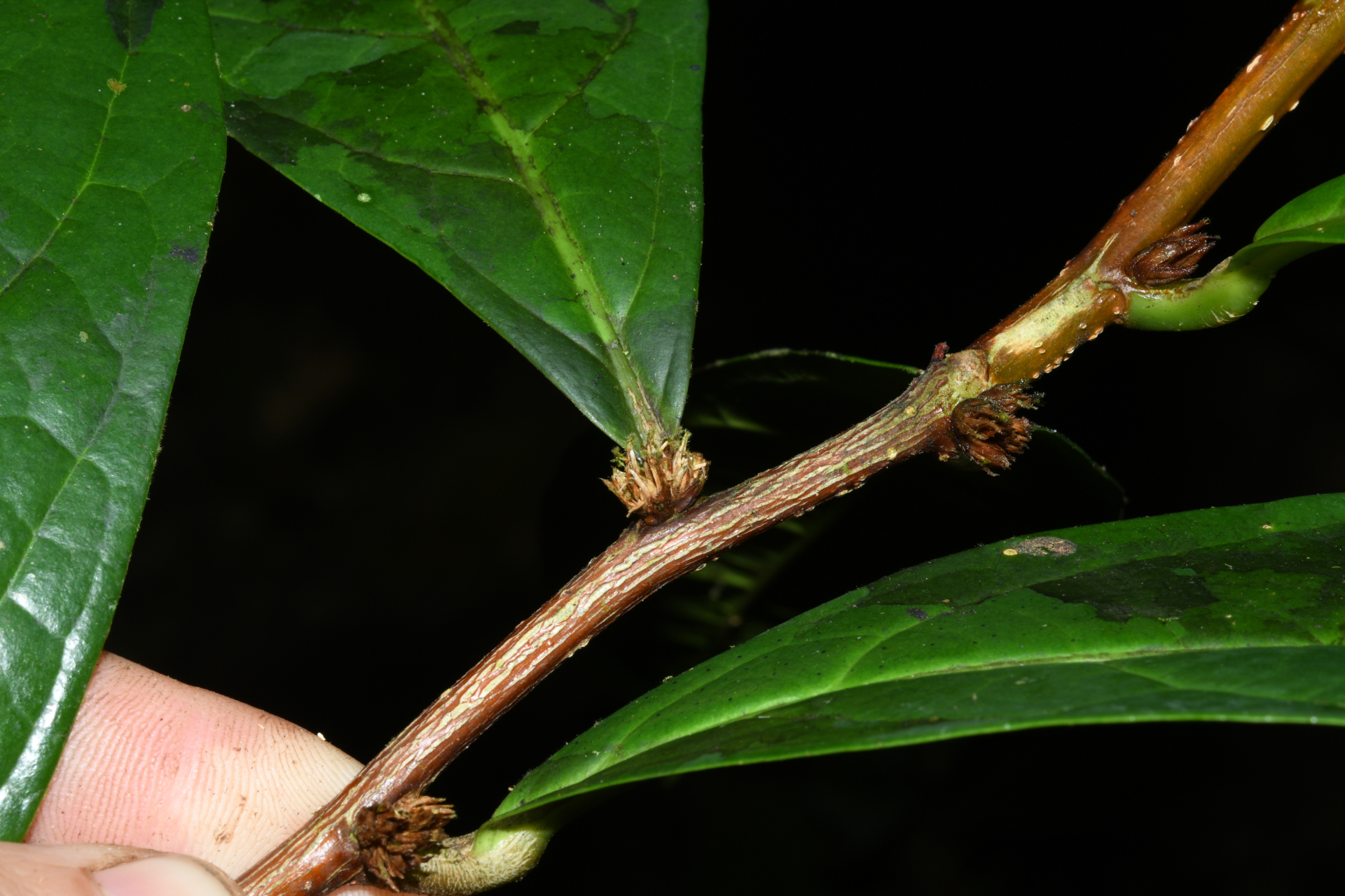 Casearia bracteifera Sagot - Photo Bivouac Naturaliste