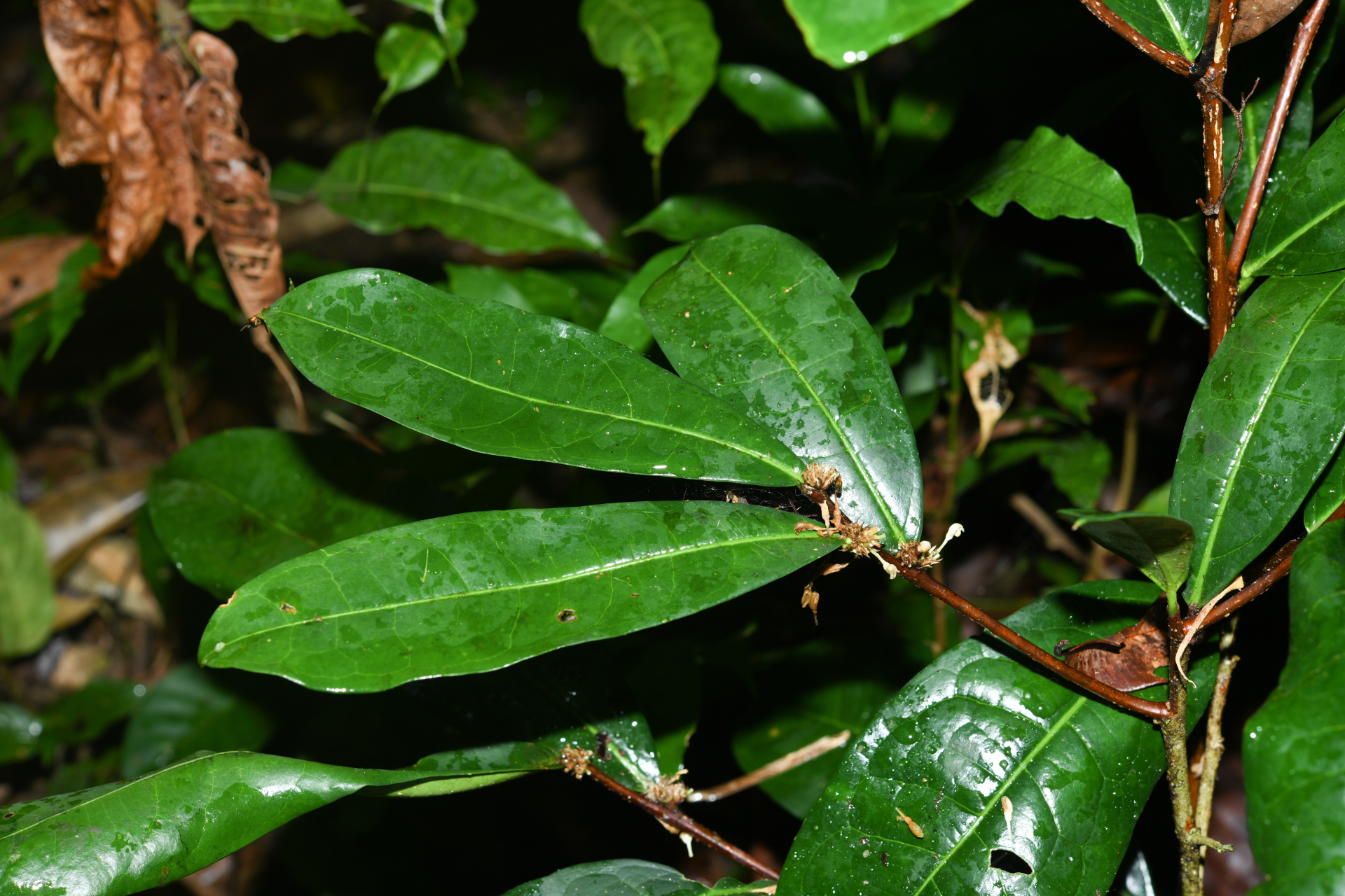 Casearia bracteifera Sagot - Photo Bivouac Naturaliste