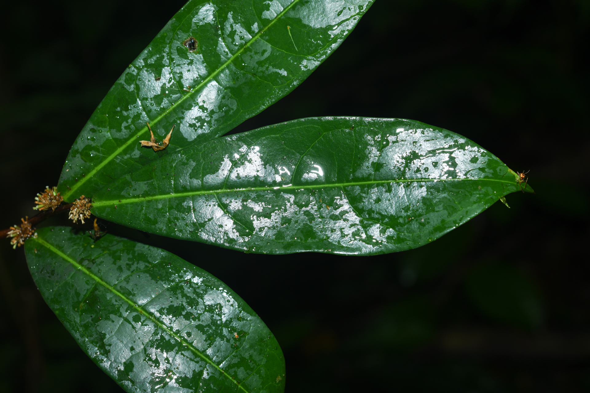 Casearia bracteifera Sagot - Photo Bivouac Naturaliste