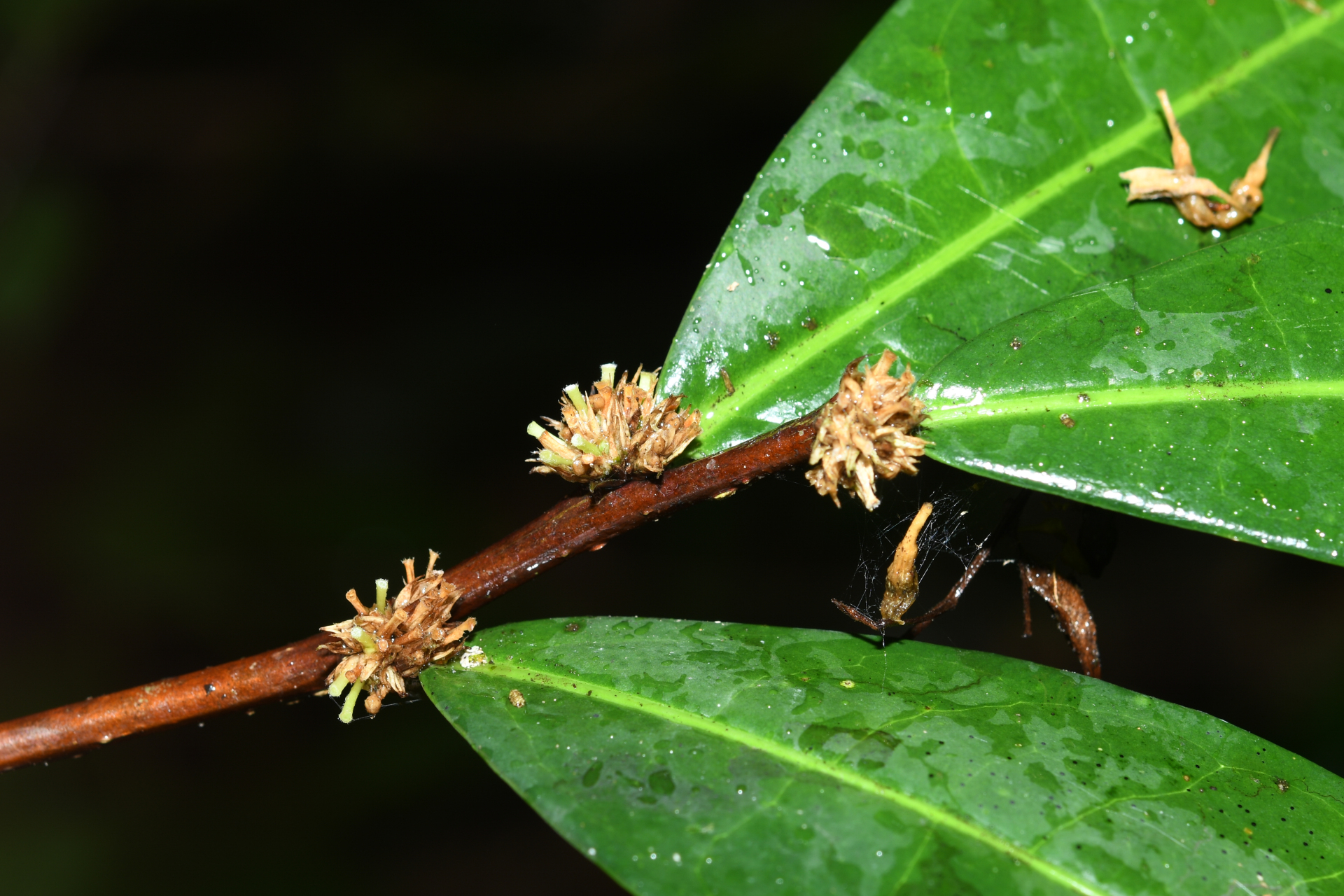 Casearia bracteifera Sagot - Photo Bivouac Naturaliste