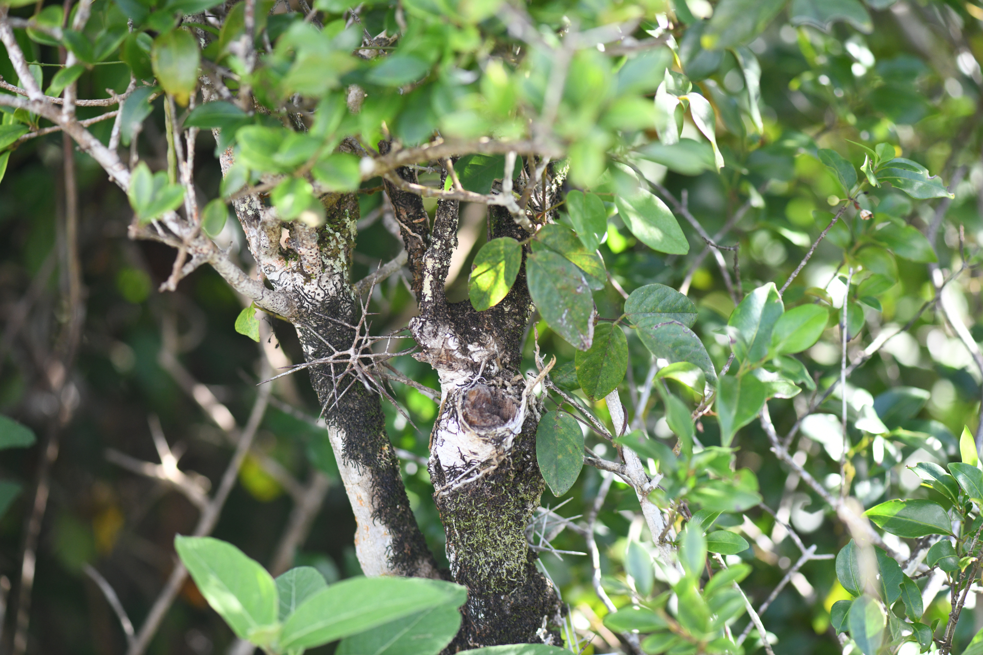 Xylosma buxifolia A.Gray - Photo Bivouac Naturaliste