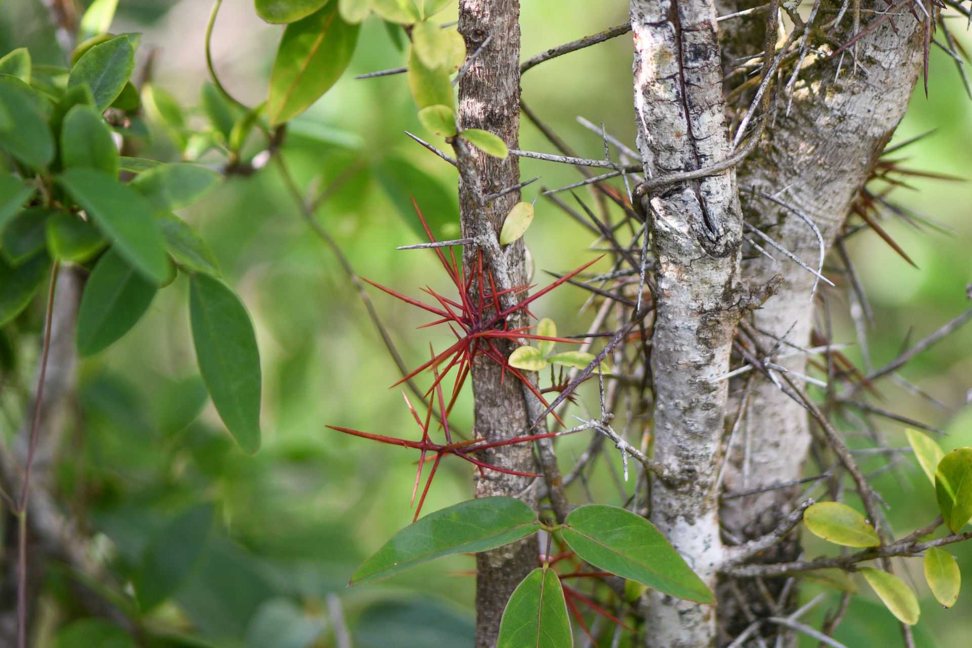 Xylosma buxifolia A.Gray - Photo Bivouac Naturaliste