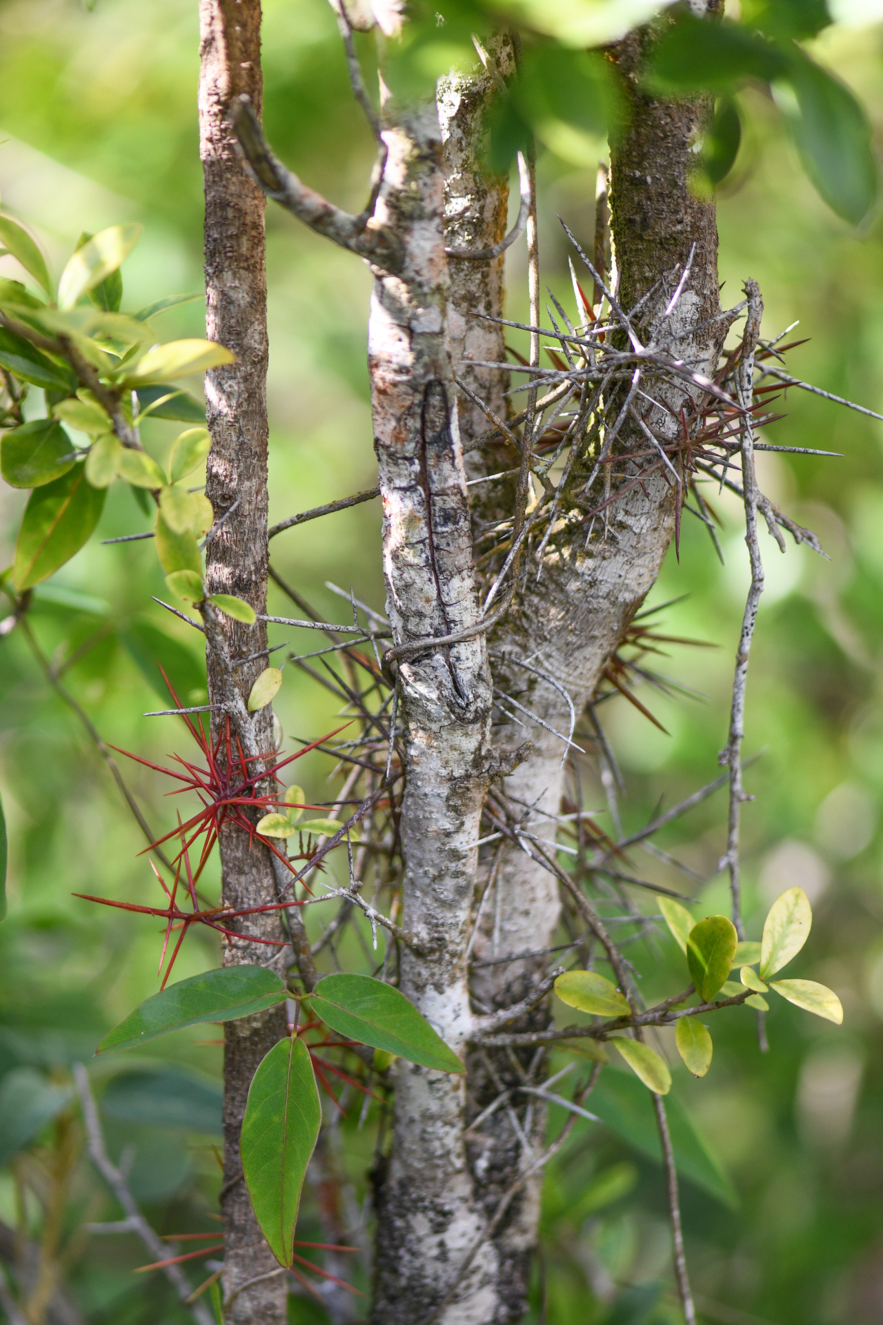Xylosma buxifolia A.Gray - Photo Bivouac Naturaliste