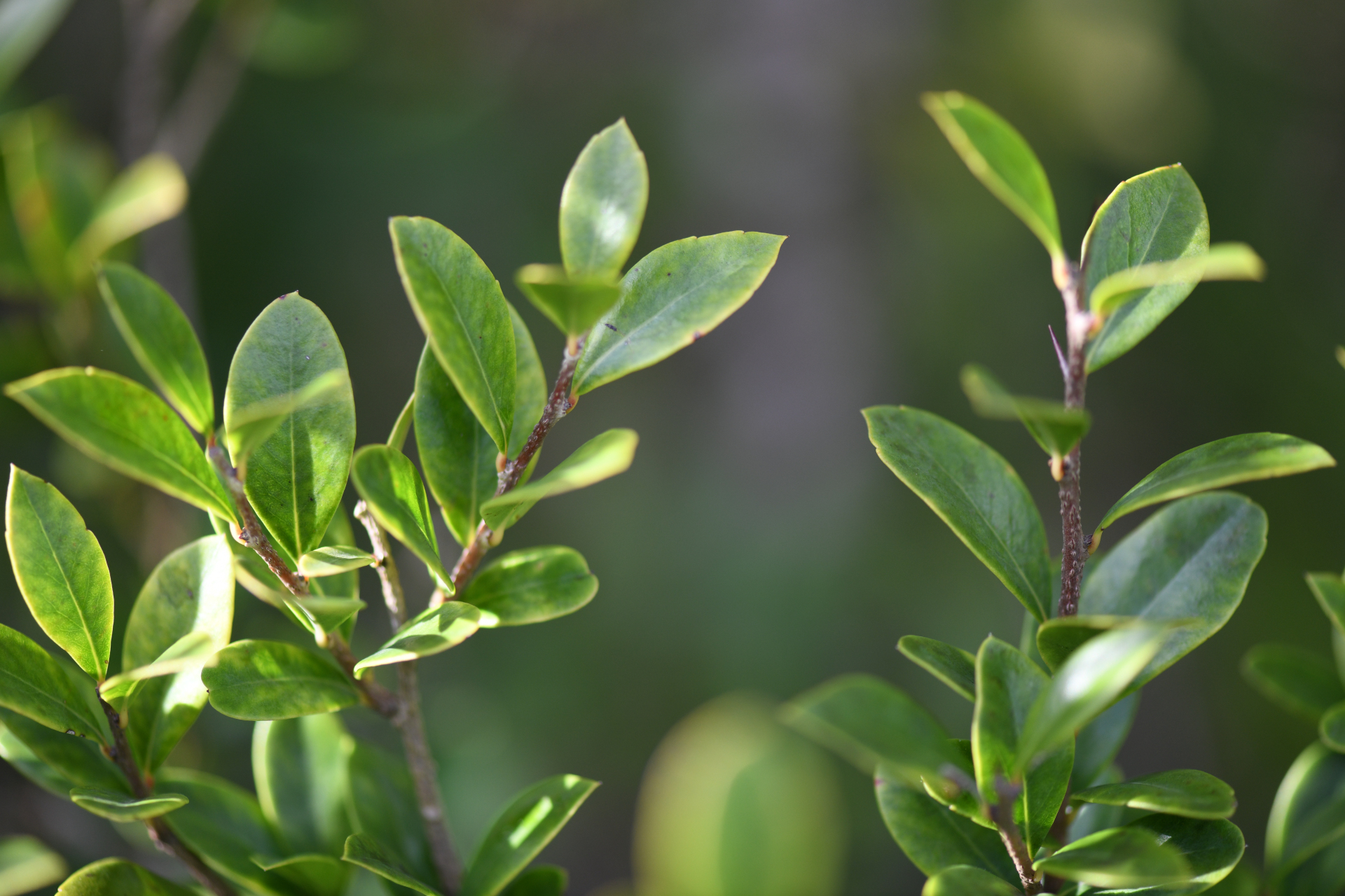 Xylosma buxifolia A.Gray - Photo Bivouac Naturaliste