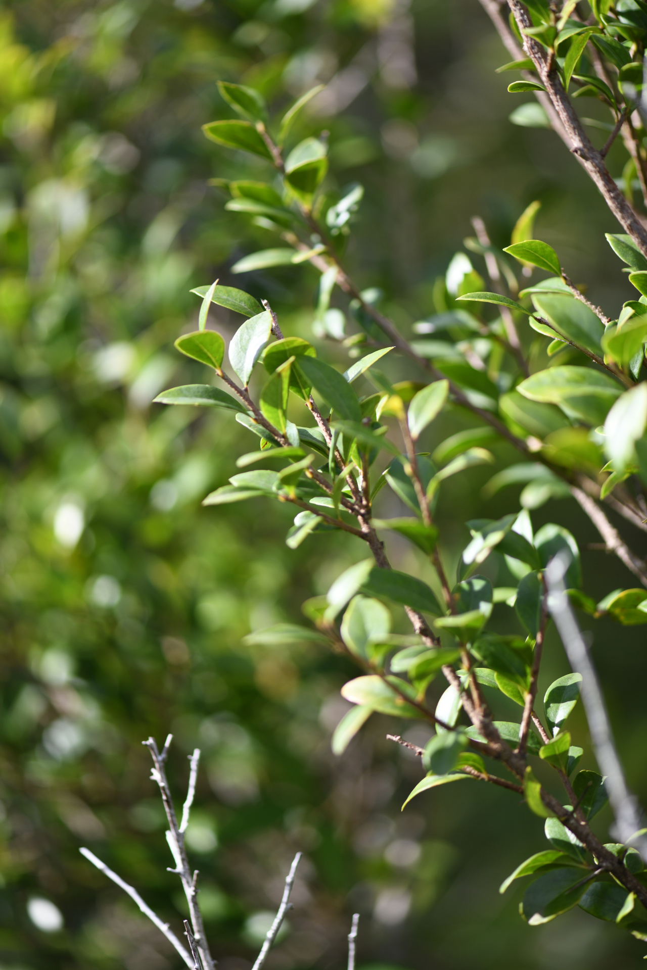 Xylosma buxifolia A.Gray - Photo Bivouac Naturaliste