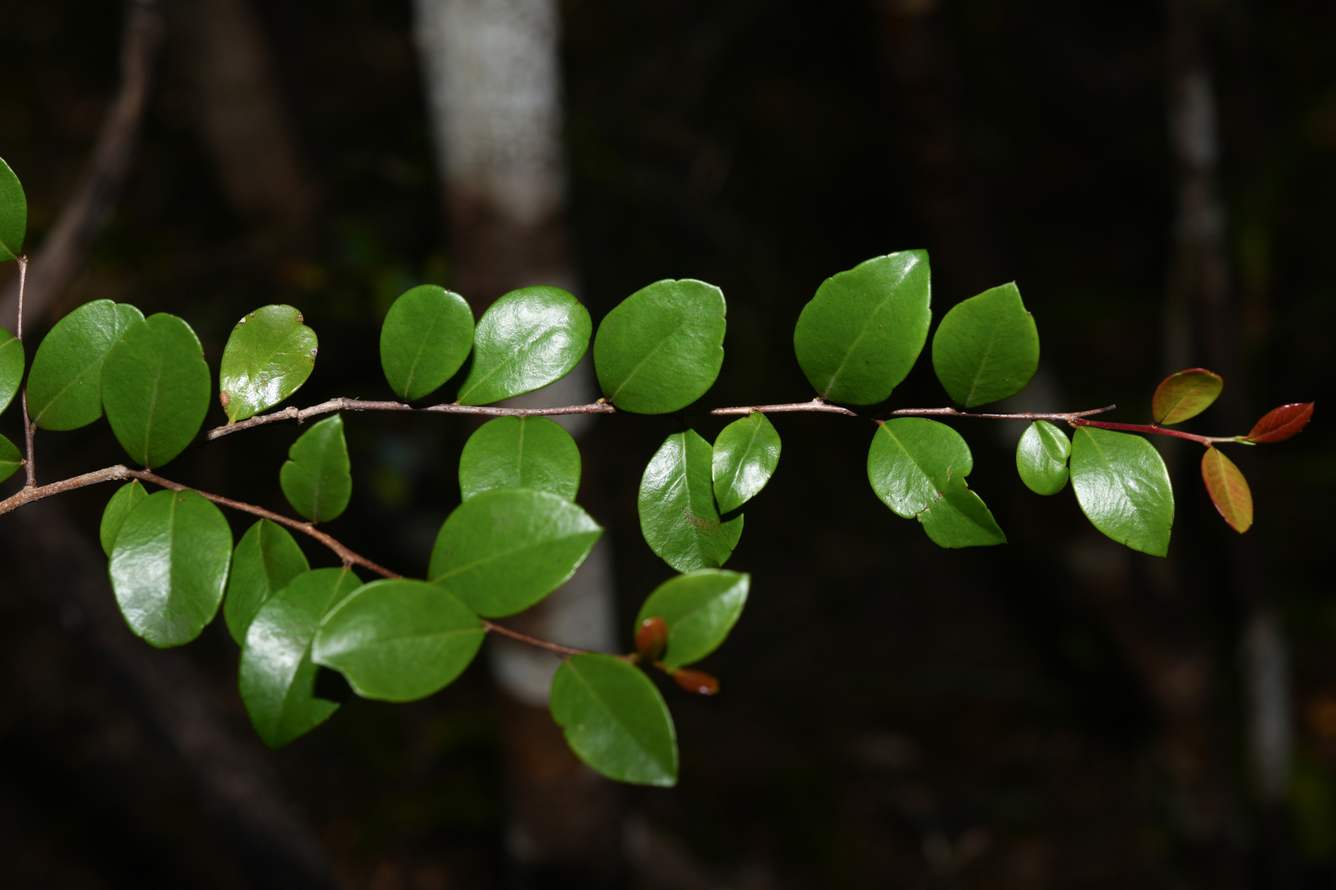 Xylosma buxifolia A.Gray - Photo Bivouac Naturaliste