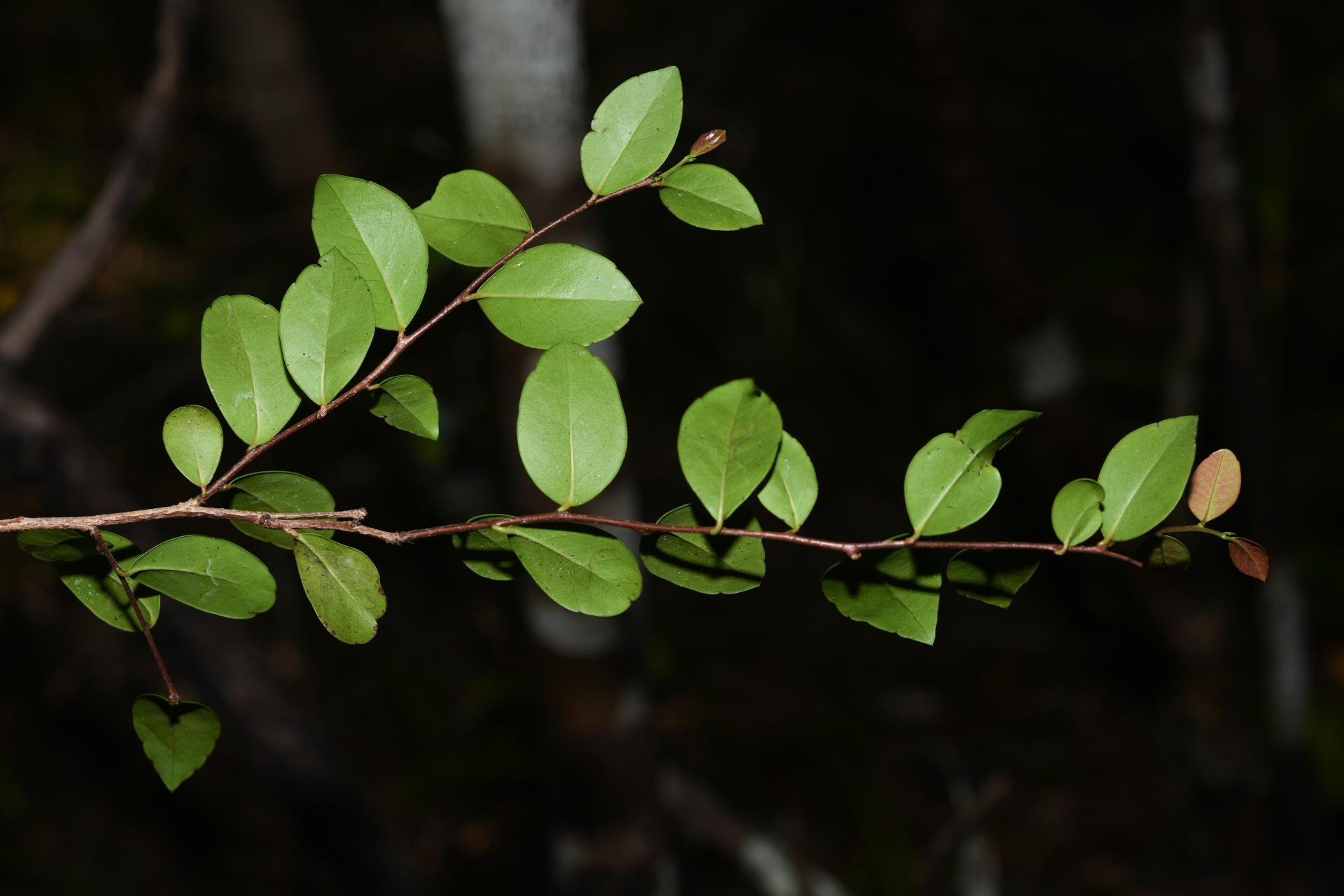 Xylosma buxifolia A.Gray - Photo Bivouac Naturaliste