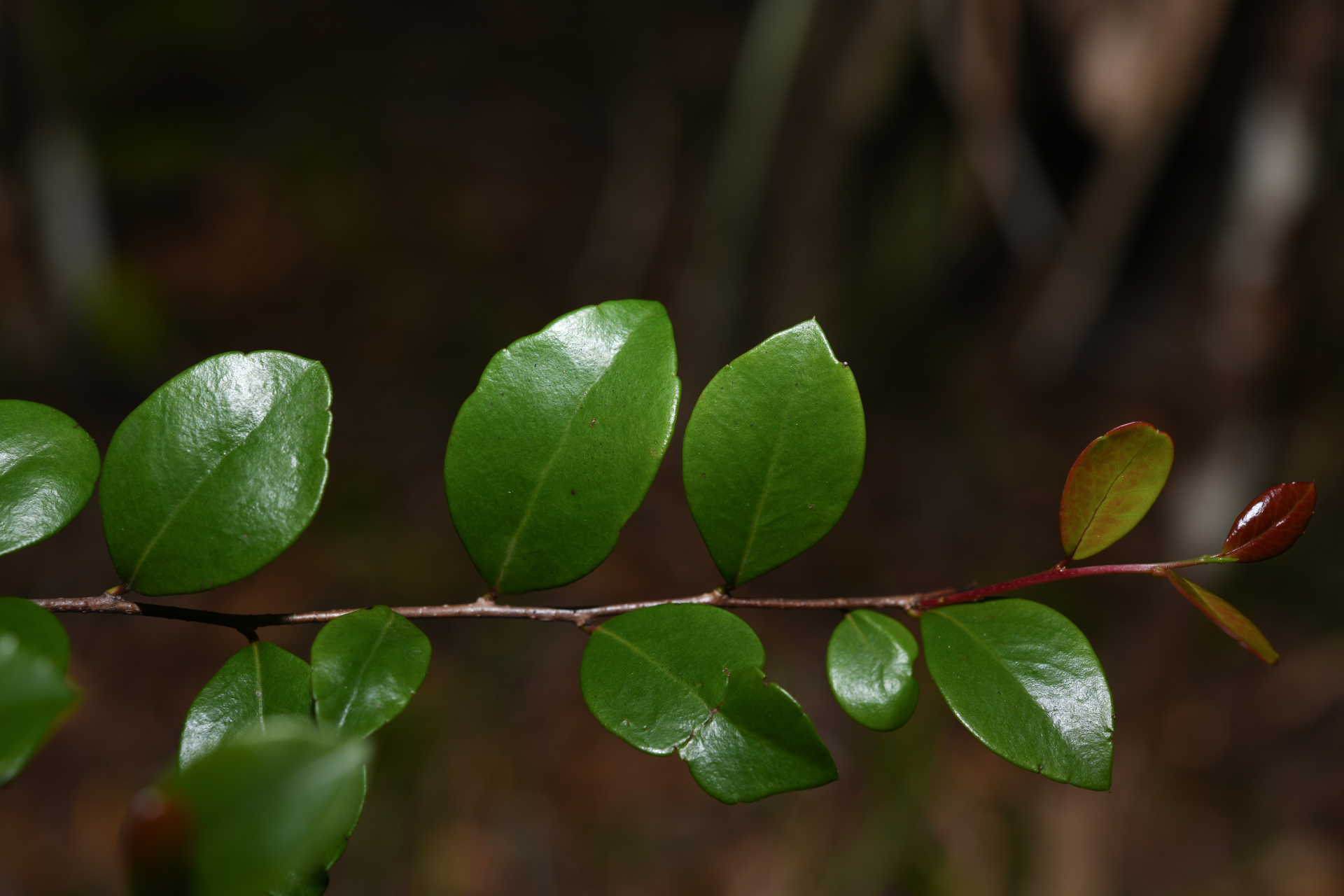 Xylosma buxifolia A.Gray - Photo Bivouac Naturaliste