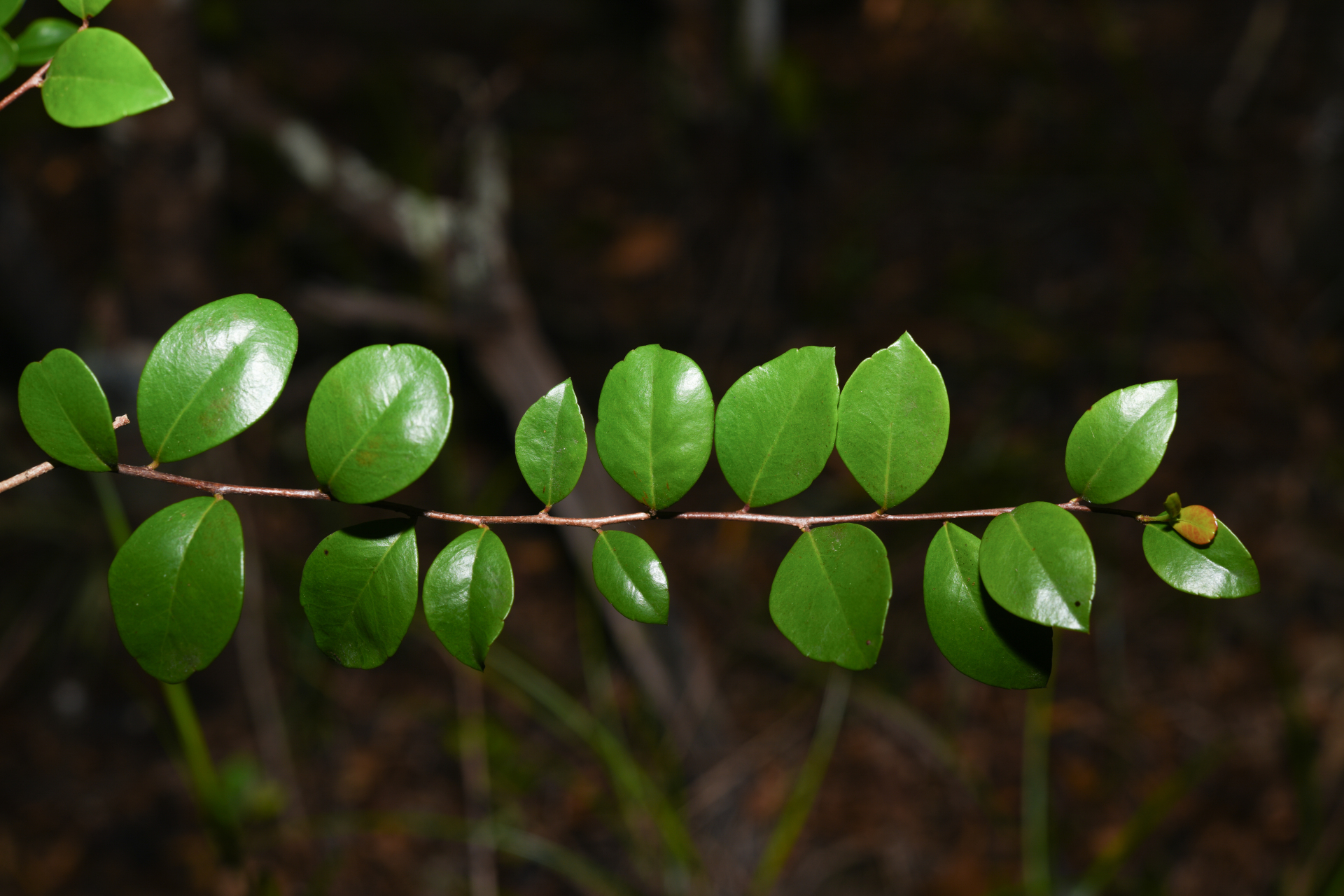 Xylosma buxifolia A.Gray - Photo Bivouac Naturaliste