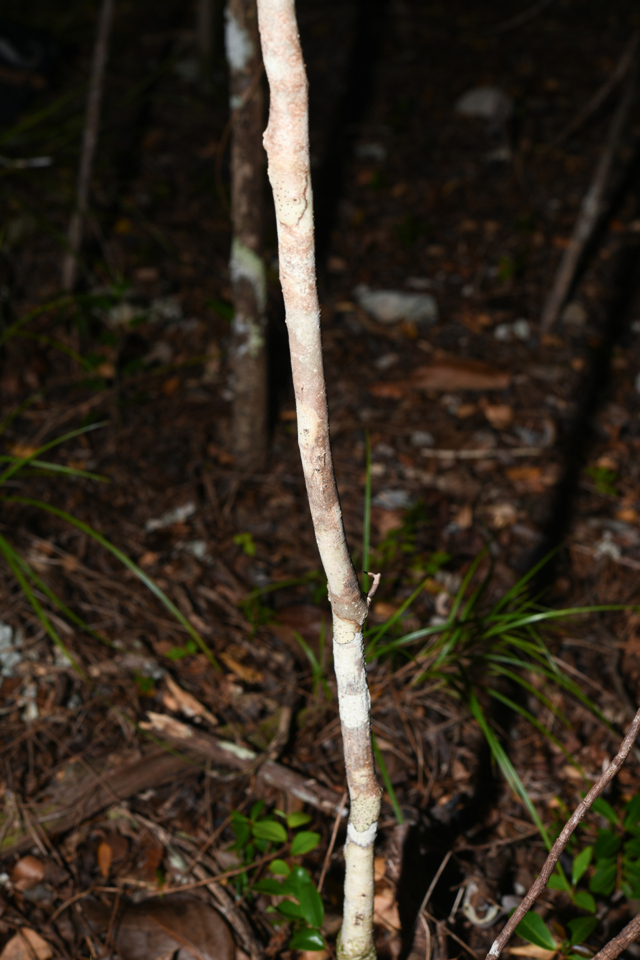Xylosma buxifolia A.Gray - Photo Bivouac Naturaliste