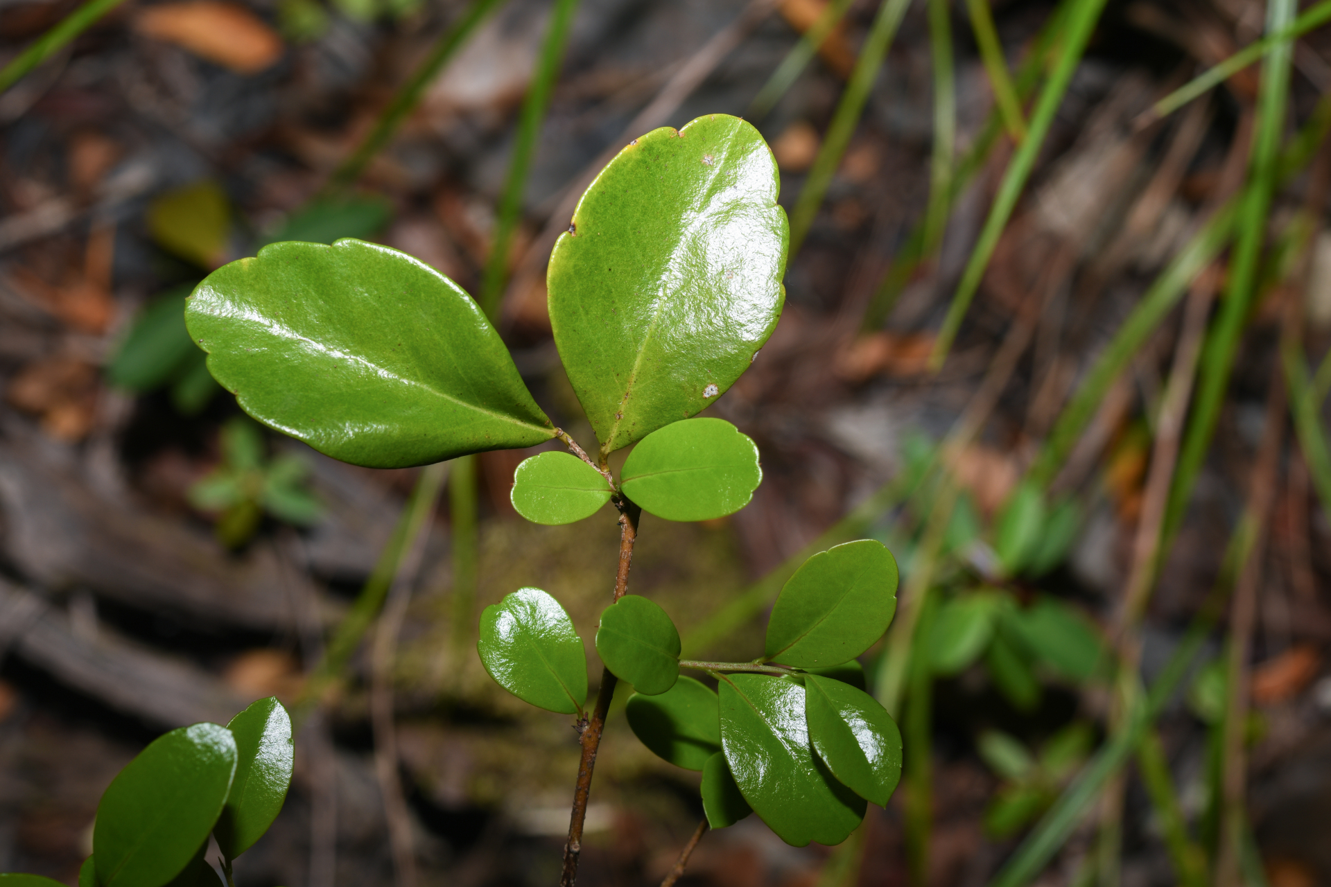 Xylosma buxifolia A.Gray - Photo Bivouac Naturaliste