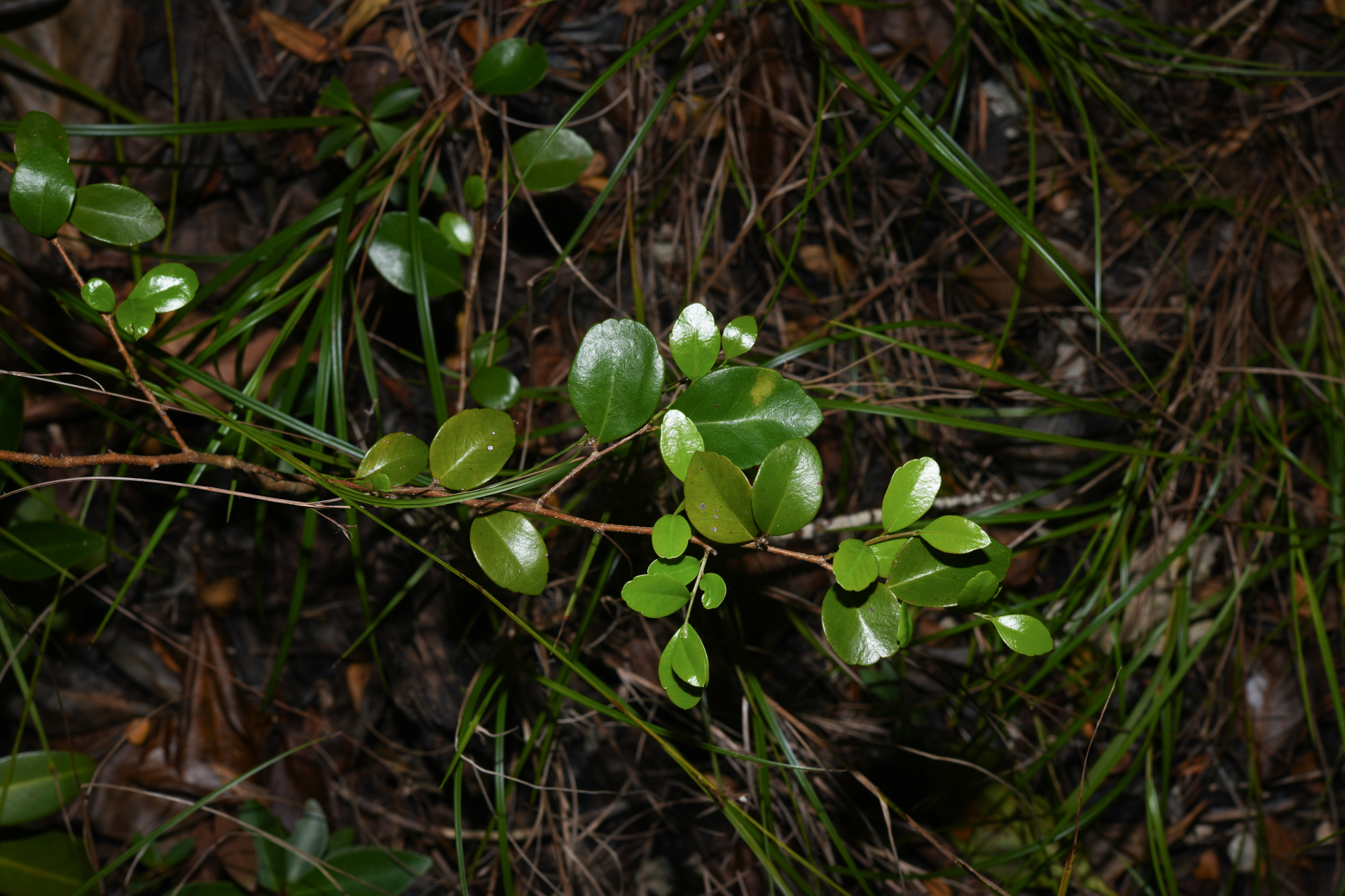 Xylosma buxifolia A.Gray - Photo Bivouac Naturaliste