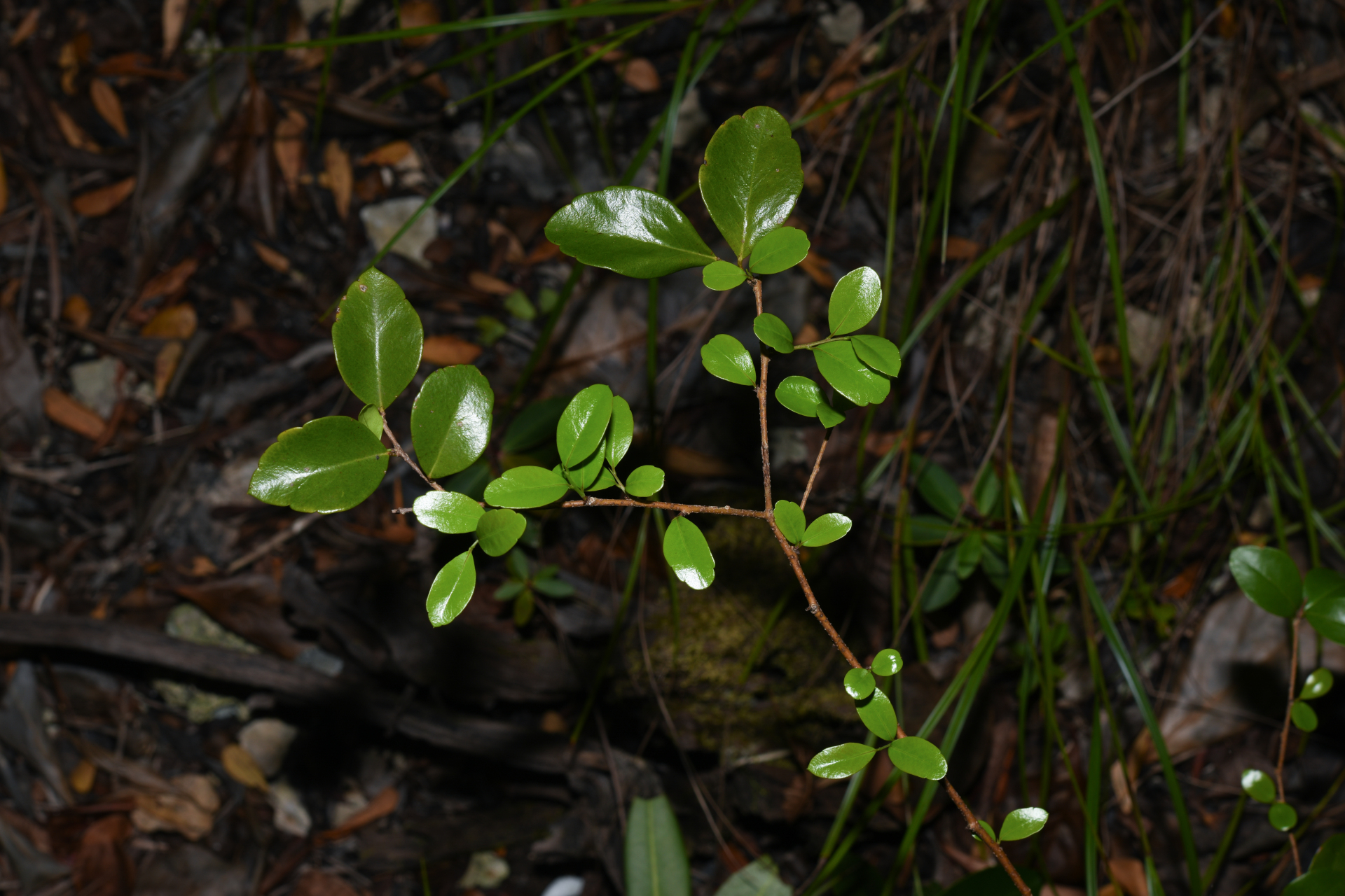 Xylosma buxifolia A.Gray - Photo Bivouac Naturaliste