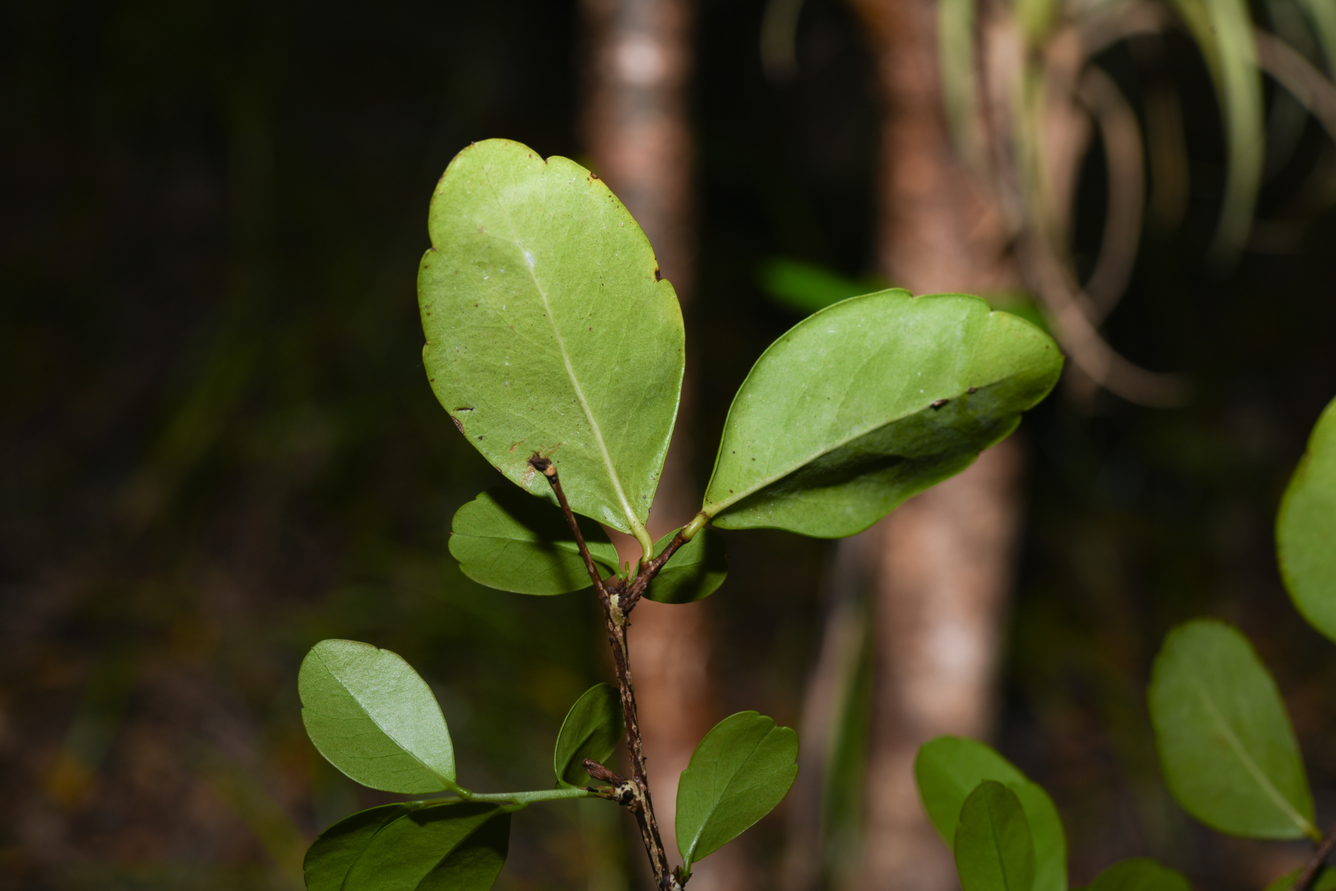 Xylosma buxifolia A.Gray - Photo Bivouac Naturaliste