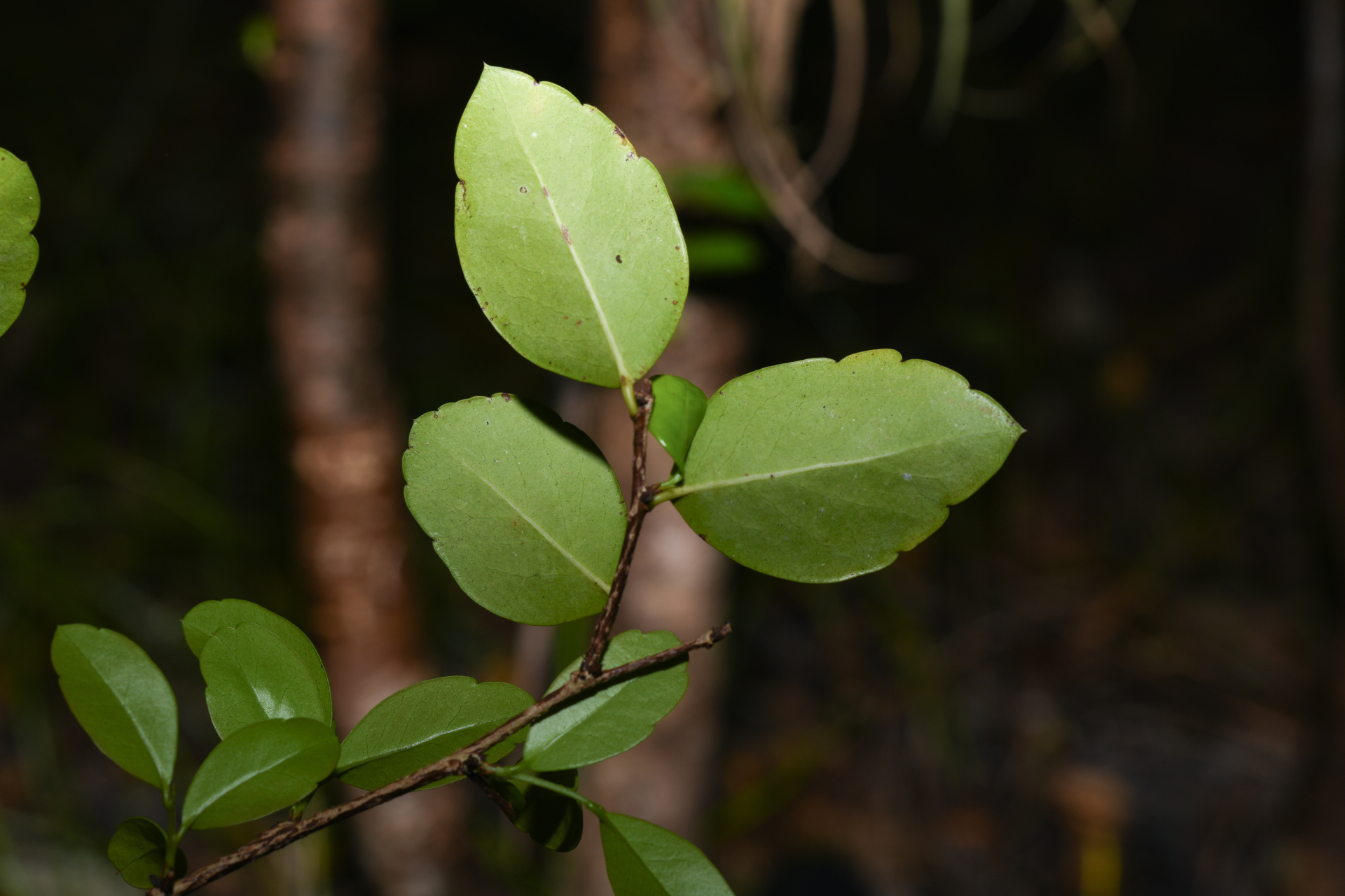 Xylosma buxifolia A.Gray - Photo Bivouac Naturaliste