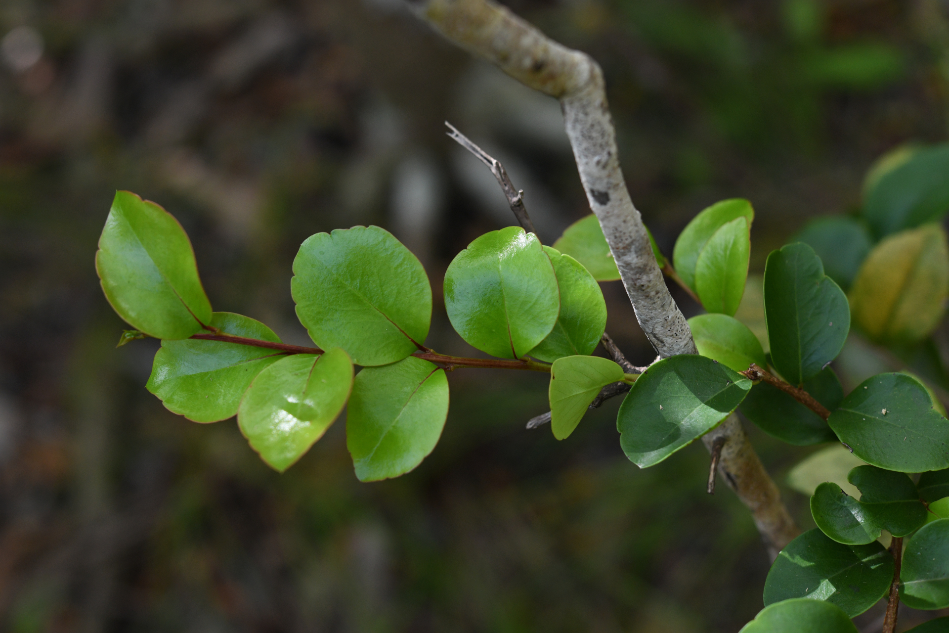 Xylosma buxifolia A.Gray - Photo Bivouac Naturaliste