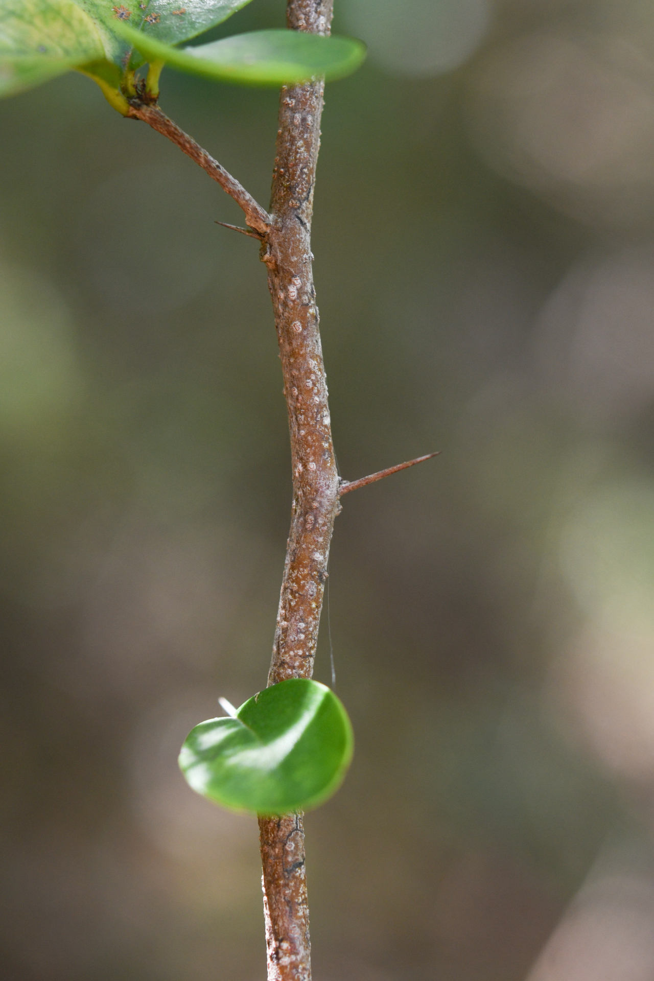 Xylosma buxifolia A.Gray - Photo Bivouac Naturaliste
