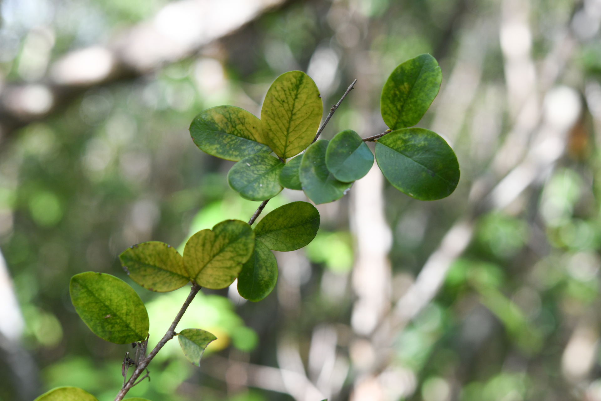 Xylosma buxifolia A.Gray - Photo Bivouac Naturaliste