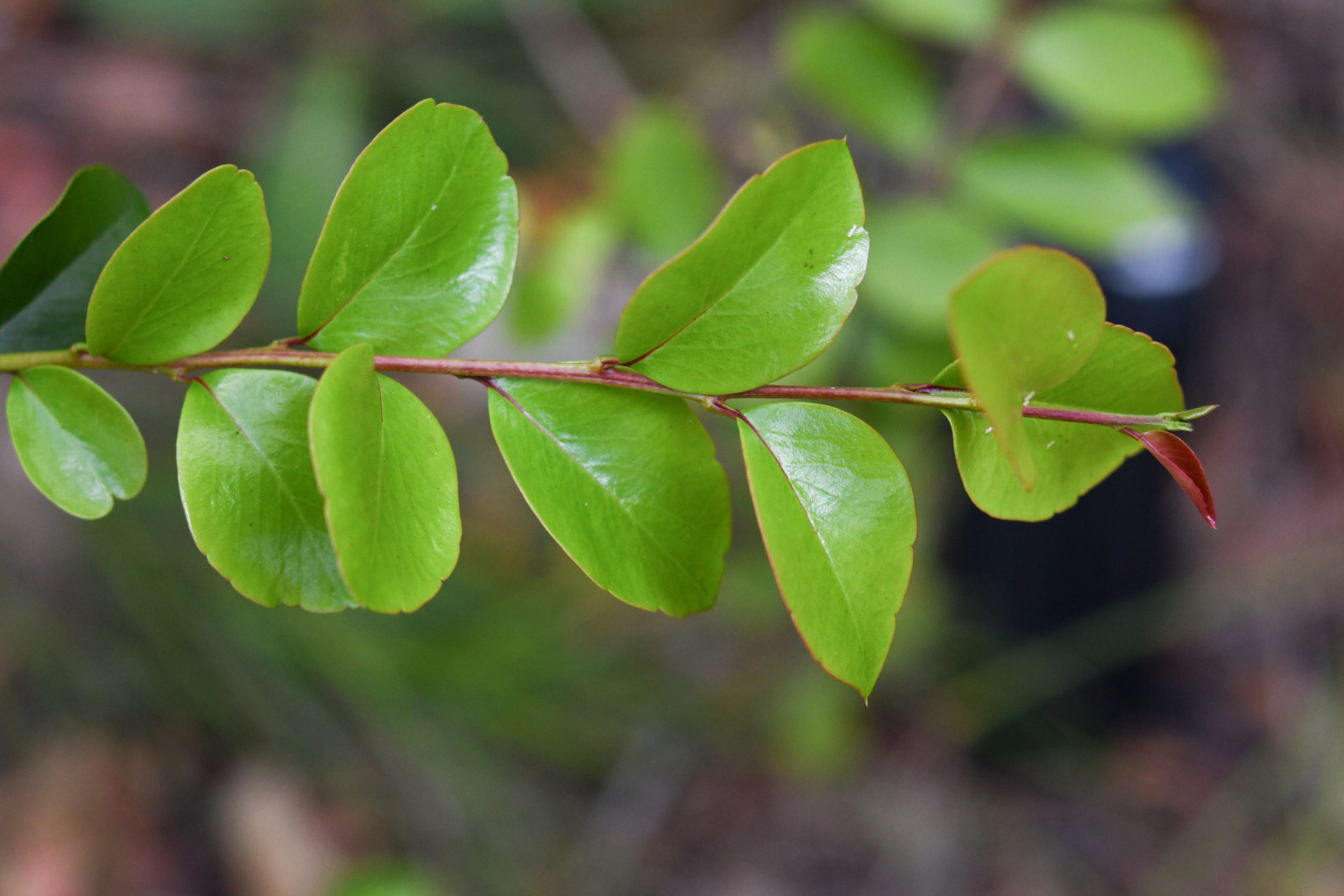 Xylosma buxifolia A.Gray - Photo Bivouac Naturaliste