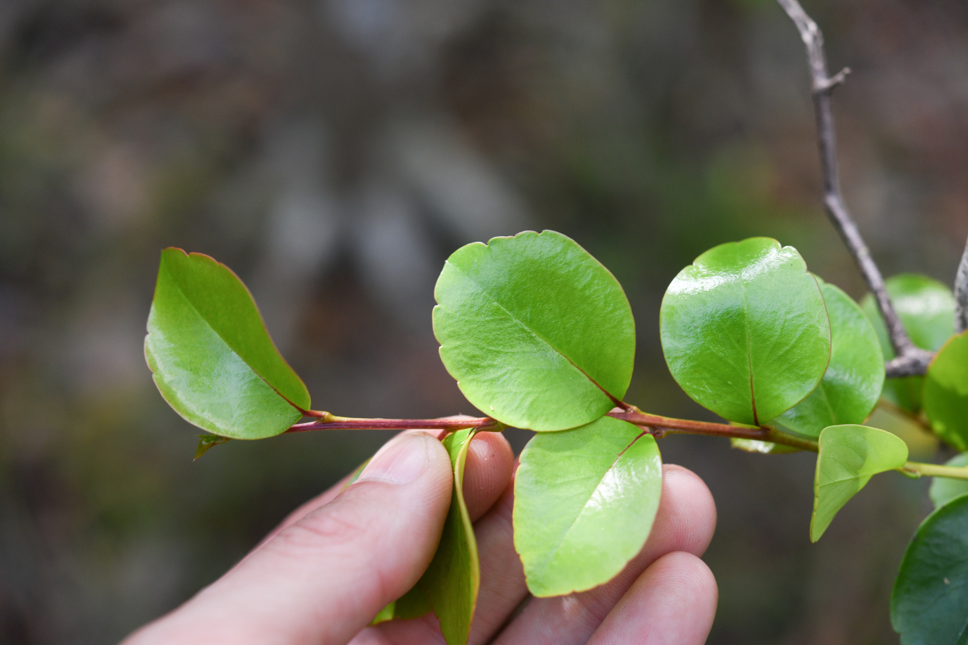 Xylosma buxifolia A.Gray - Photo Bivouac Naturaliste