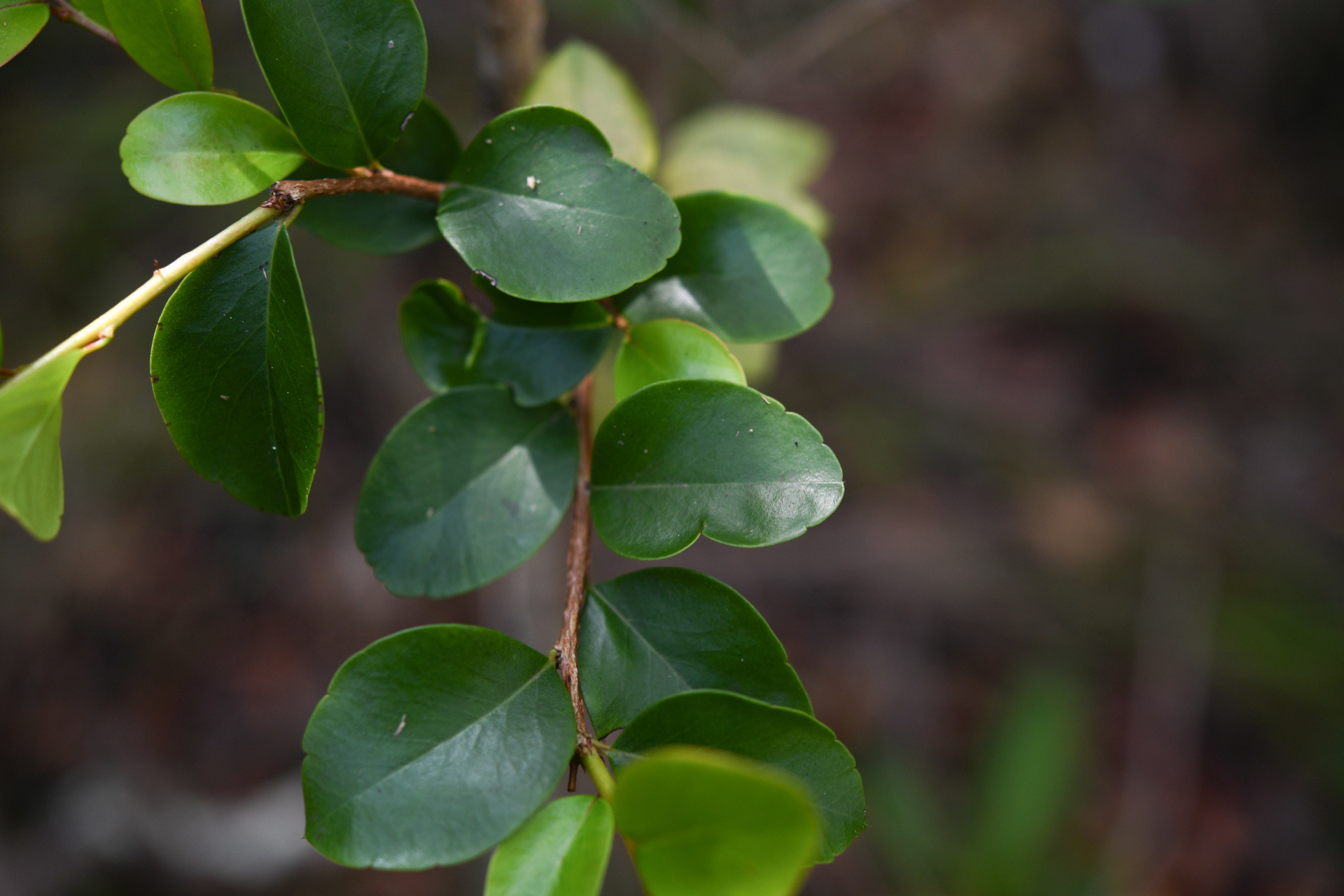Xylosma buxifolia A.Gray - Photo Bivouac Naturaliste
