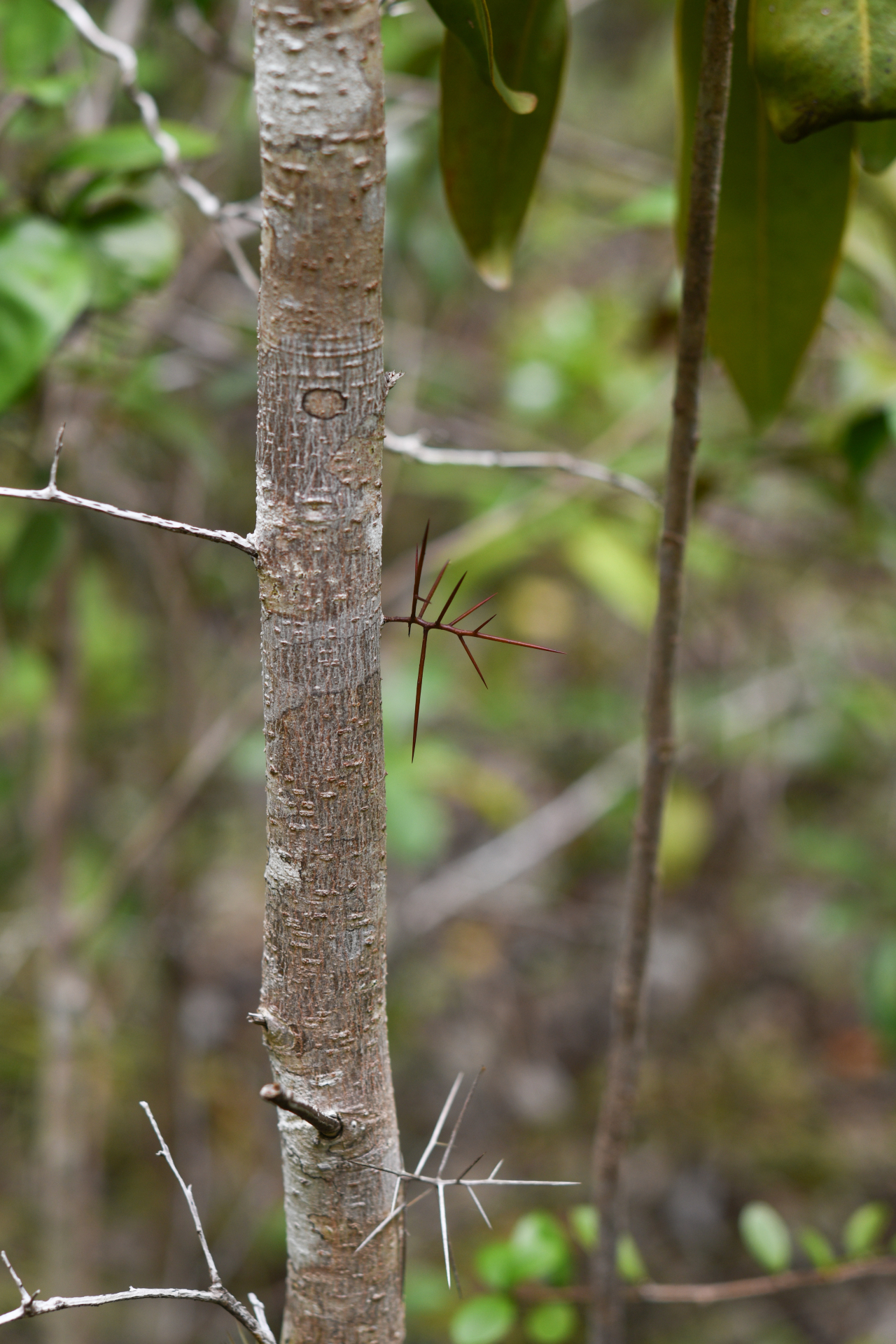 Xylosma buxifolia A.Gray - Photo Bivouac Naturaliste