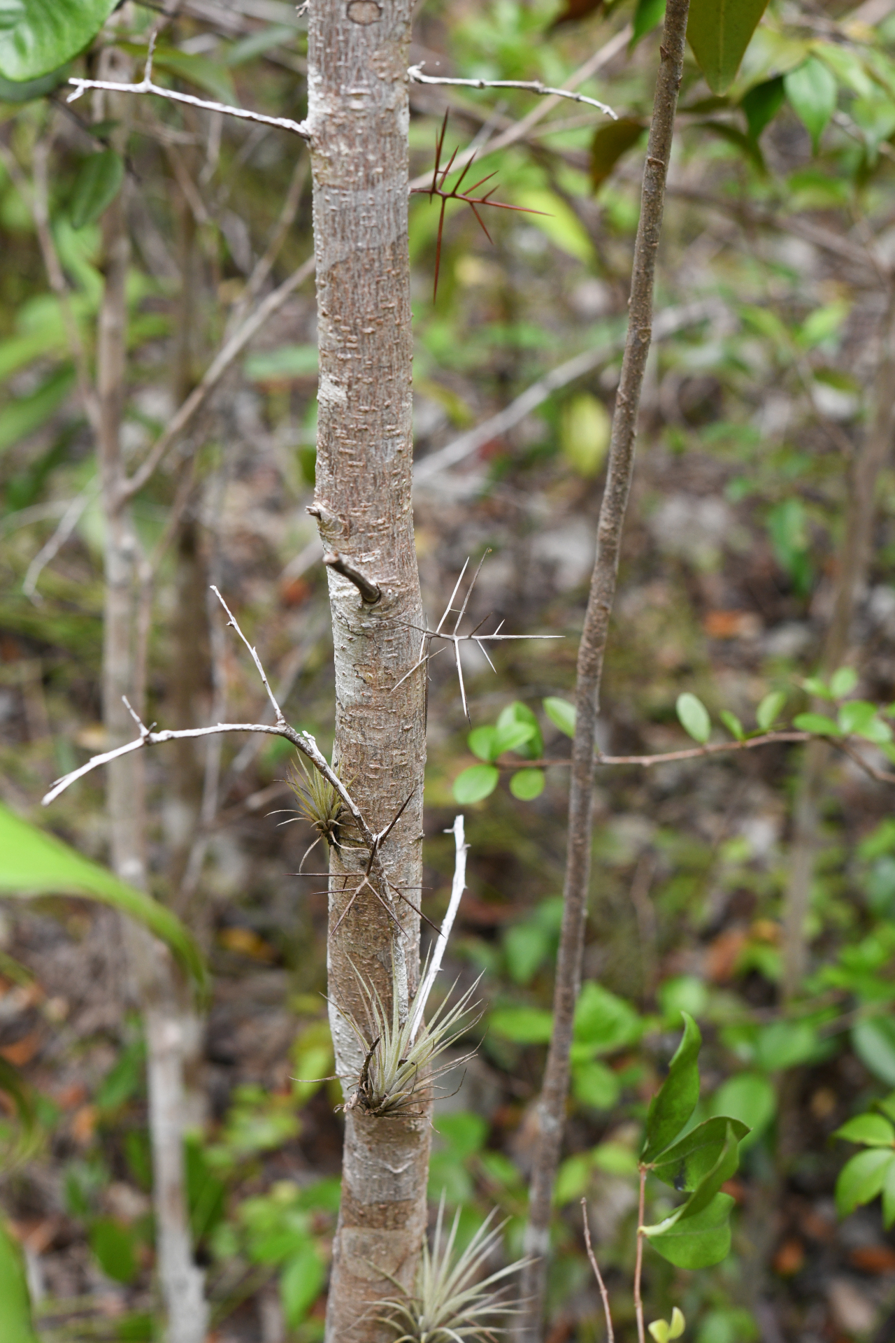 Xylosma buxifolia A.Gray - Photo Bivouac Naturaliste