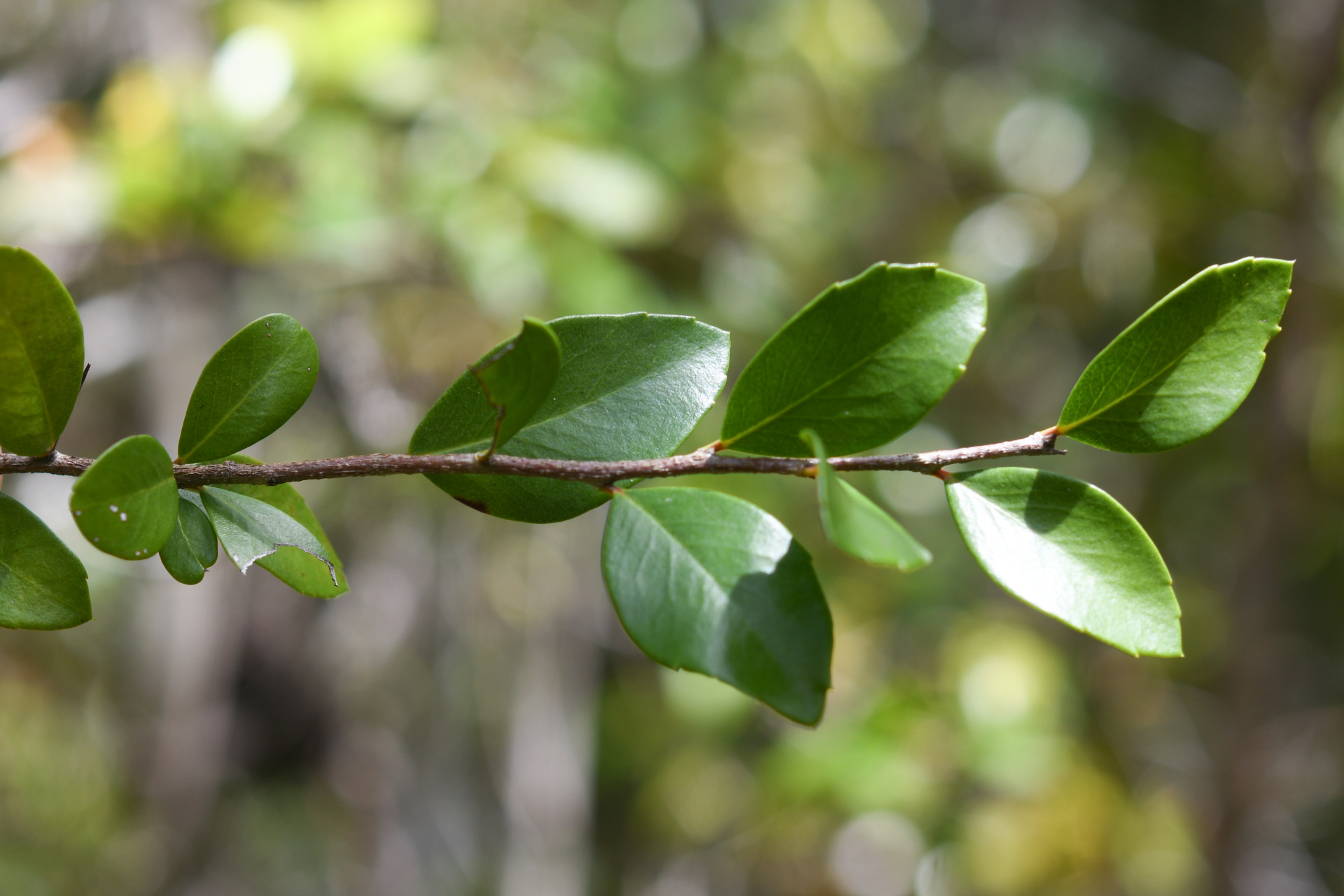 Xylosma buxifolia A.Gray - Photo Bivouac Naturaliste