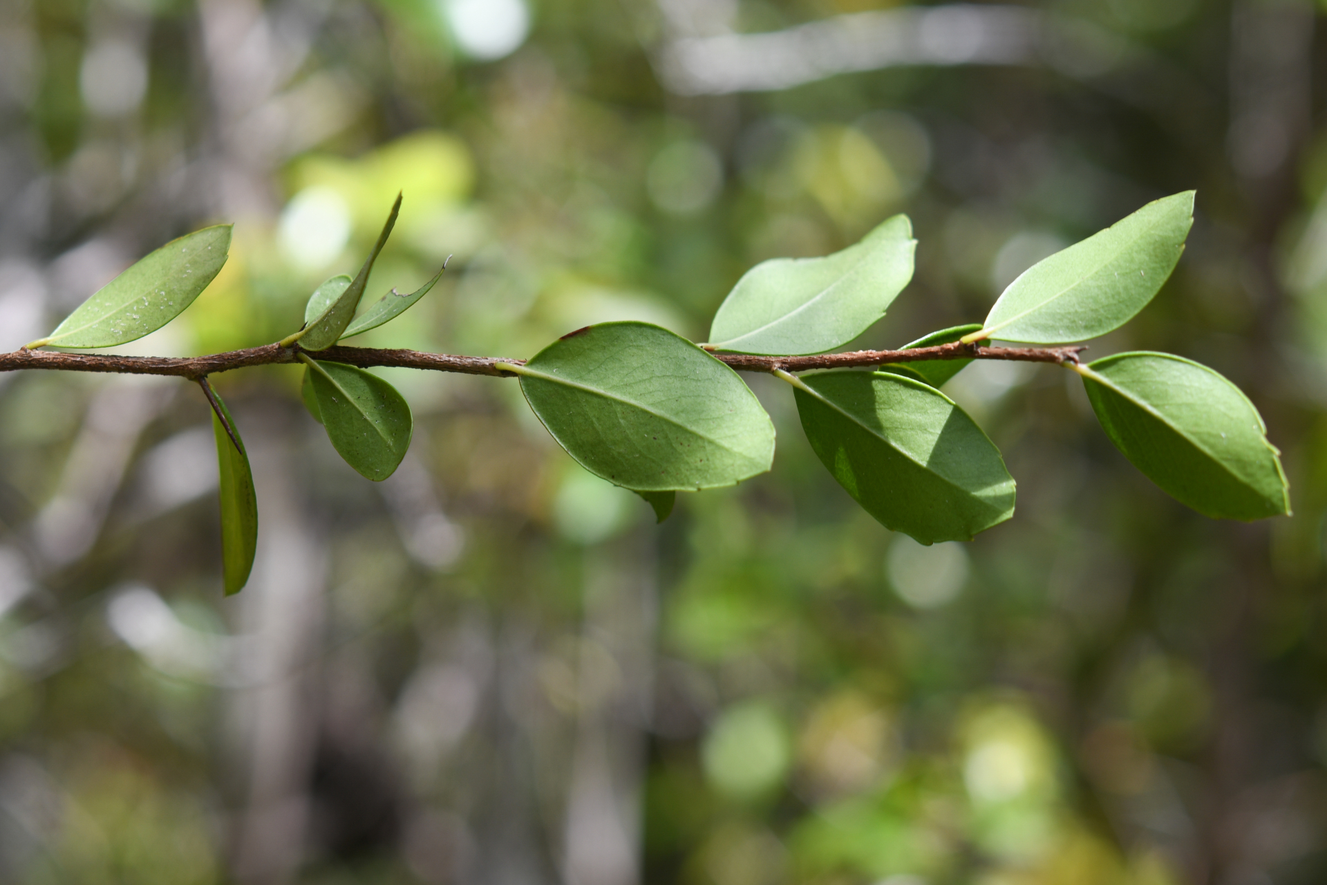 Xylosma buxifolia A.Gray - Photo Bivouac Naturaliste