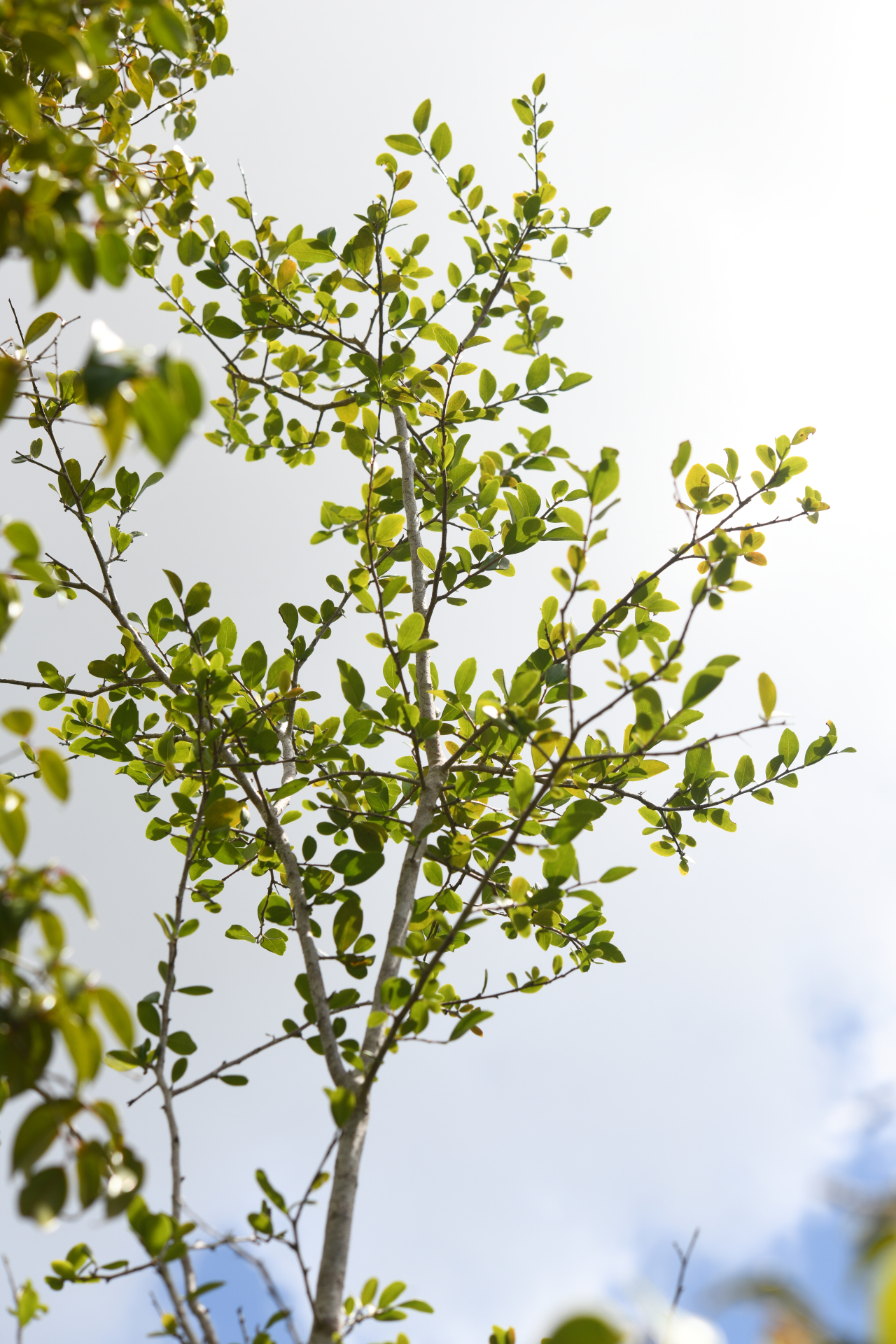 Xylosma buxifolia A.Gray - Photo Bivouac Naturaliste