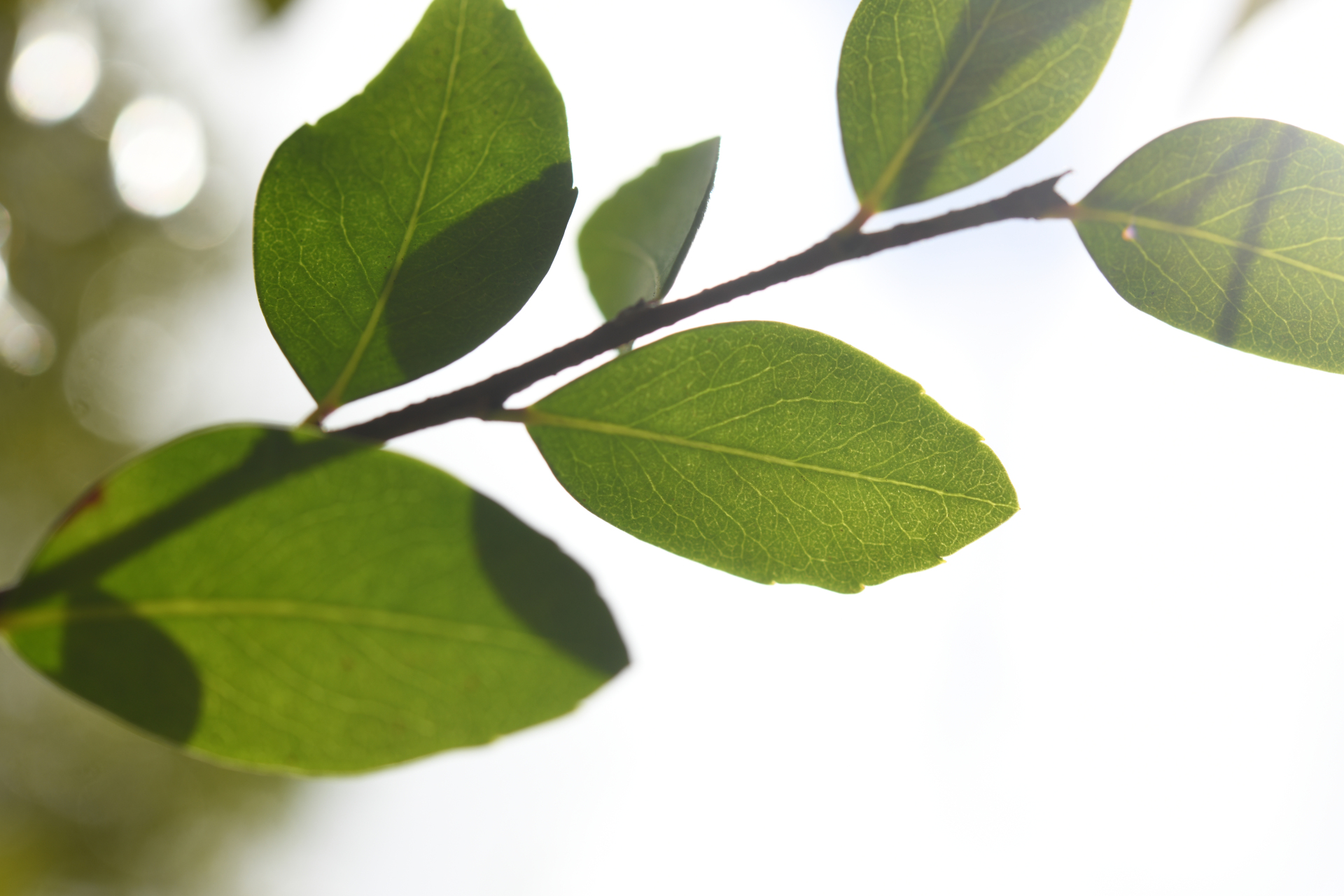 Xylosma buxifolia A.Gray - Photo Bivouac Naturaliste