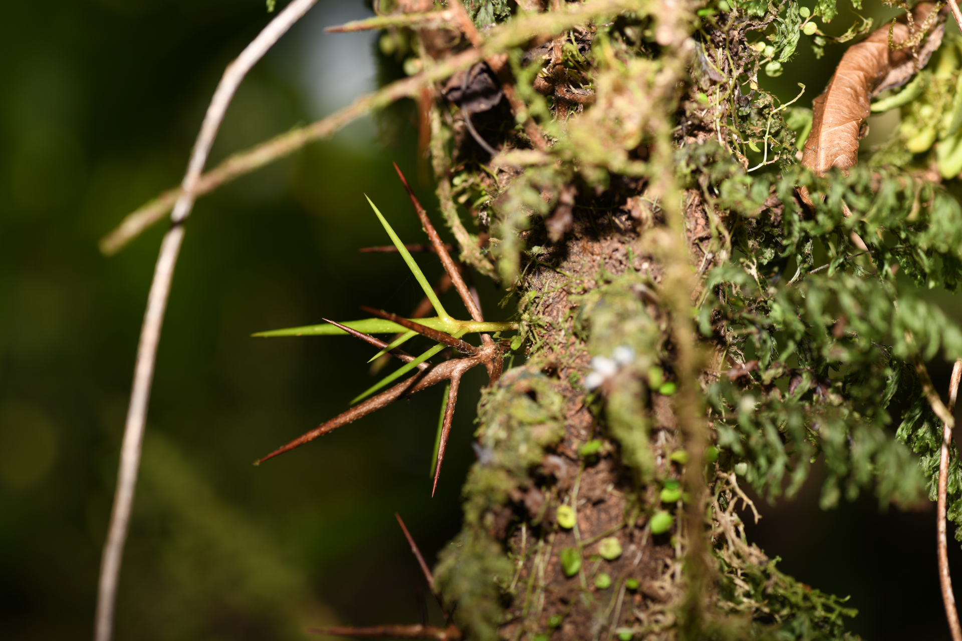 Xylosma martinicensis (Krug & Urb.) Urb. - Photo Bivouac Naturaliste