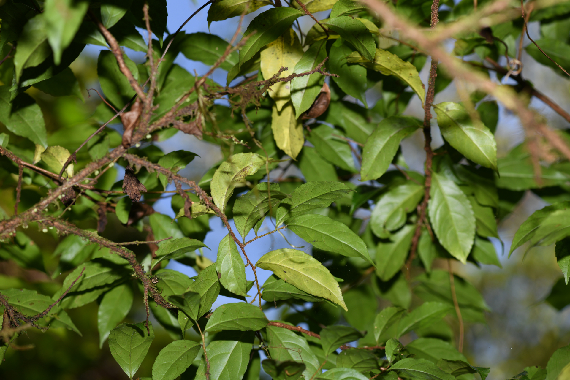 Xylosma martinicensis (Krug & Urb.) Urb. - Photo Bivouac Naturaliste