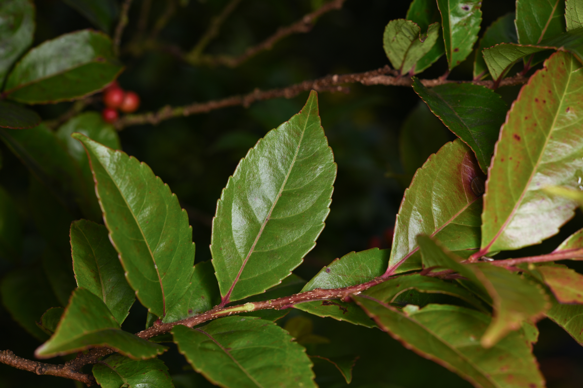 Xylosma martinicensis (Krug & Urb.) Urb. - Photo Bivouac Naturaliste