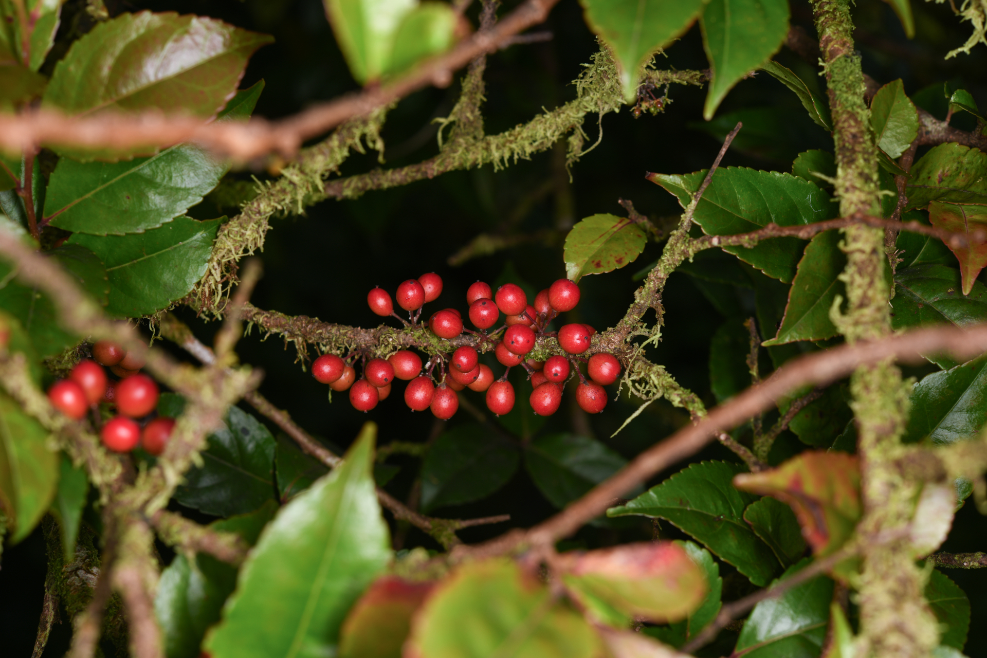 Xylosma martinicensis (Krug & Urb.) Urb. - Photo Bivouac Naturaliste