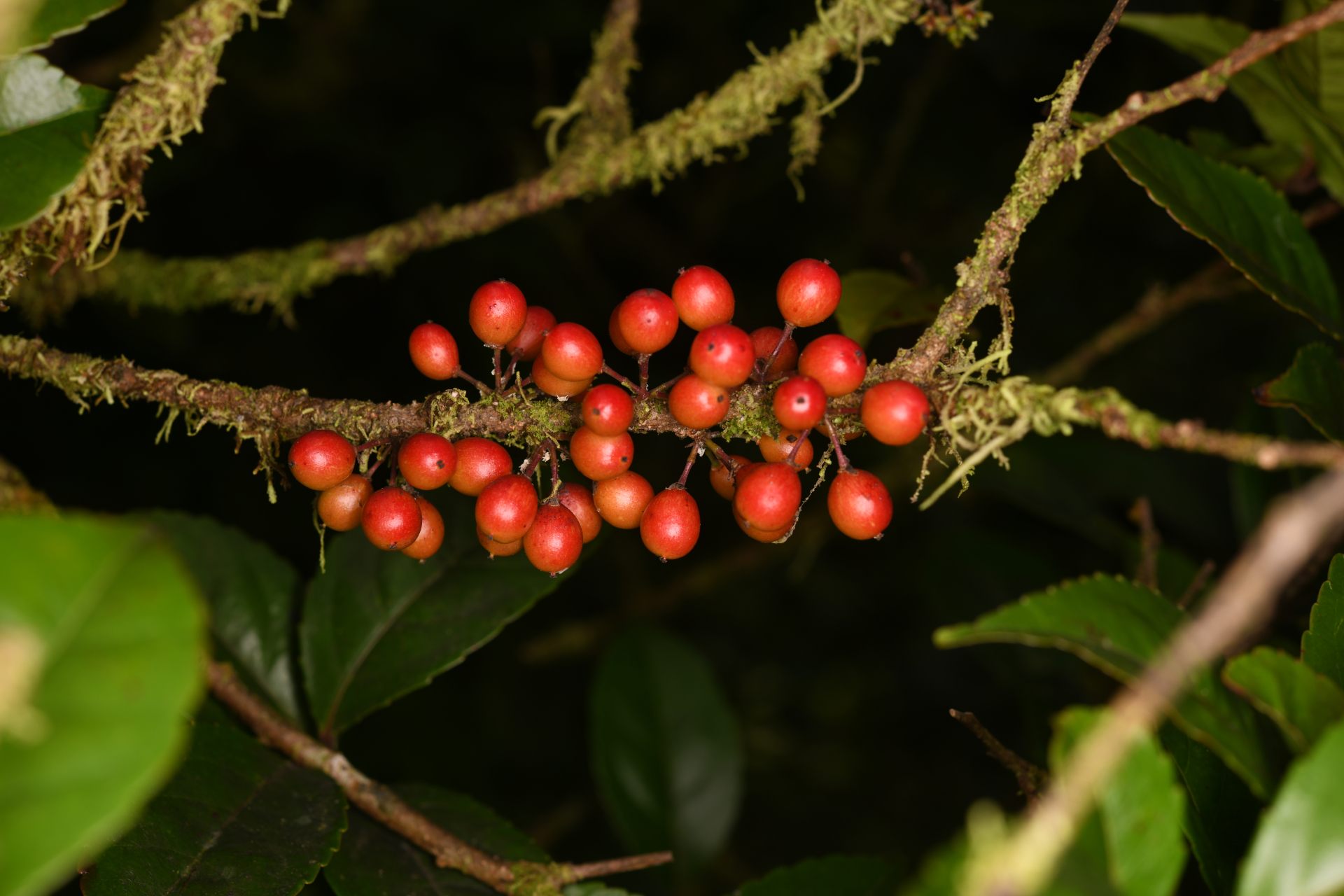 Xylosma martinicensis (Krug & Urb.) Urb. - Photo Bivouac Naturaliste
