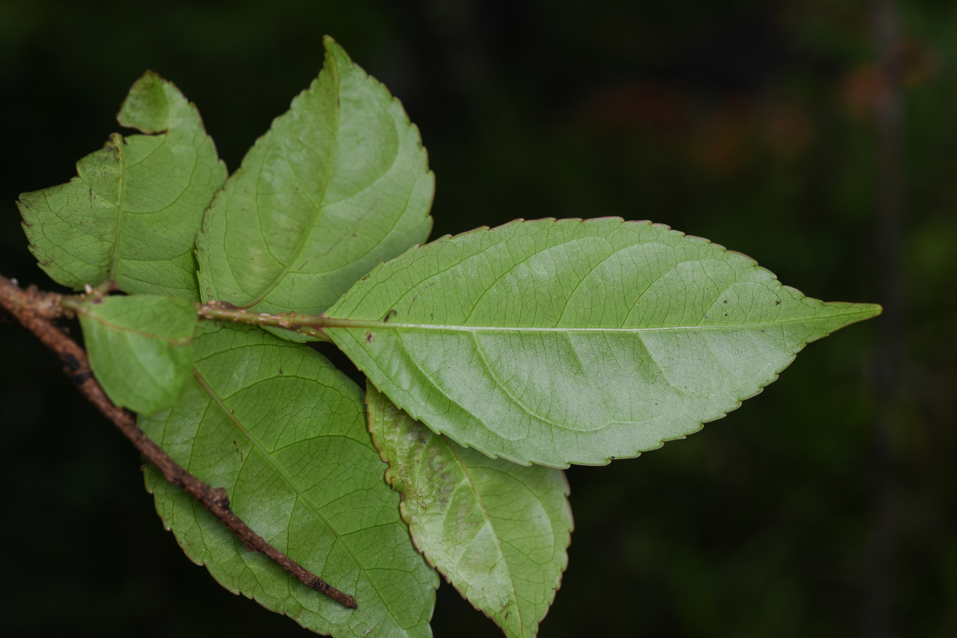 Xylosma martinicensis (Krug & Urb.) Urb. - Photo Bivouac Naturaliste