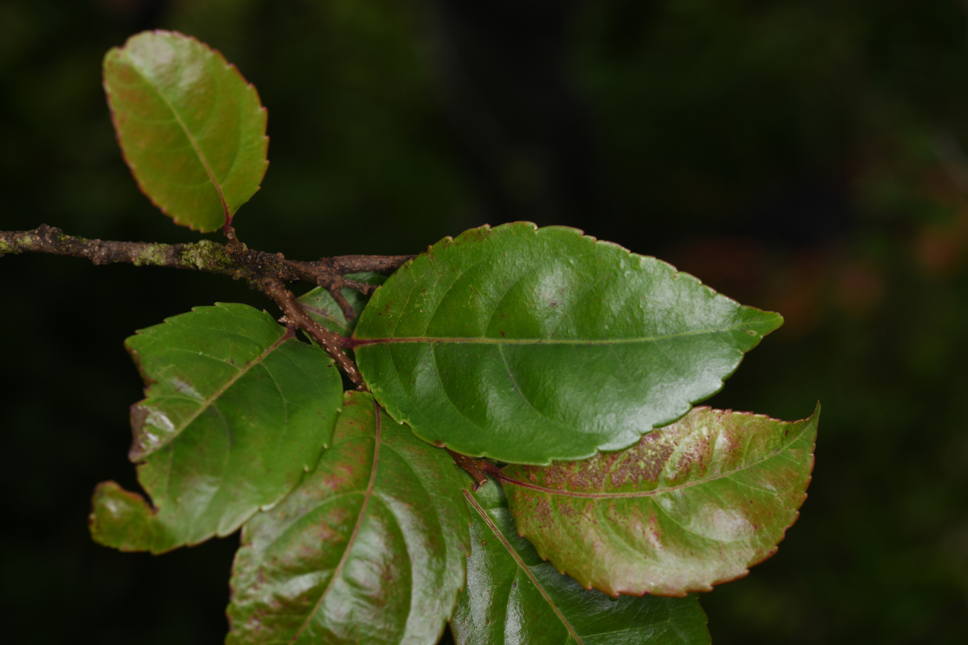 Xylosma martinicensis (Krug & Urb.) Urb. - Photo Bivouac Naturaliste
