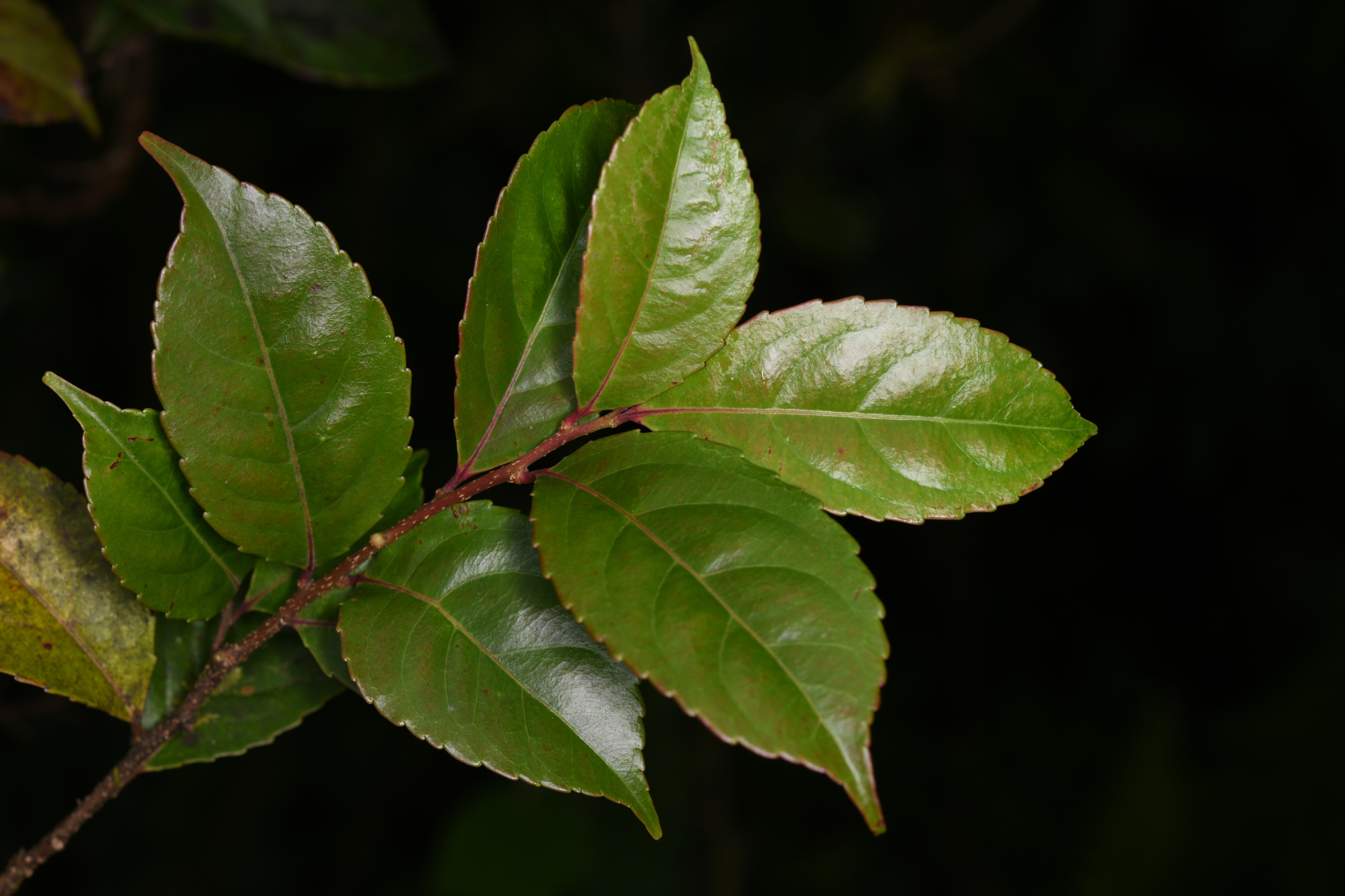 Xylosma martinicensis (Krug & Urb.) Urb. - Photo Bivouac Naturaliste