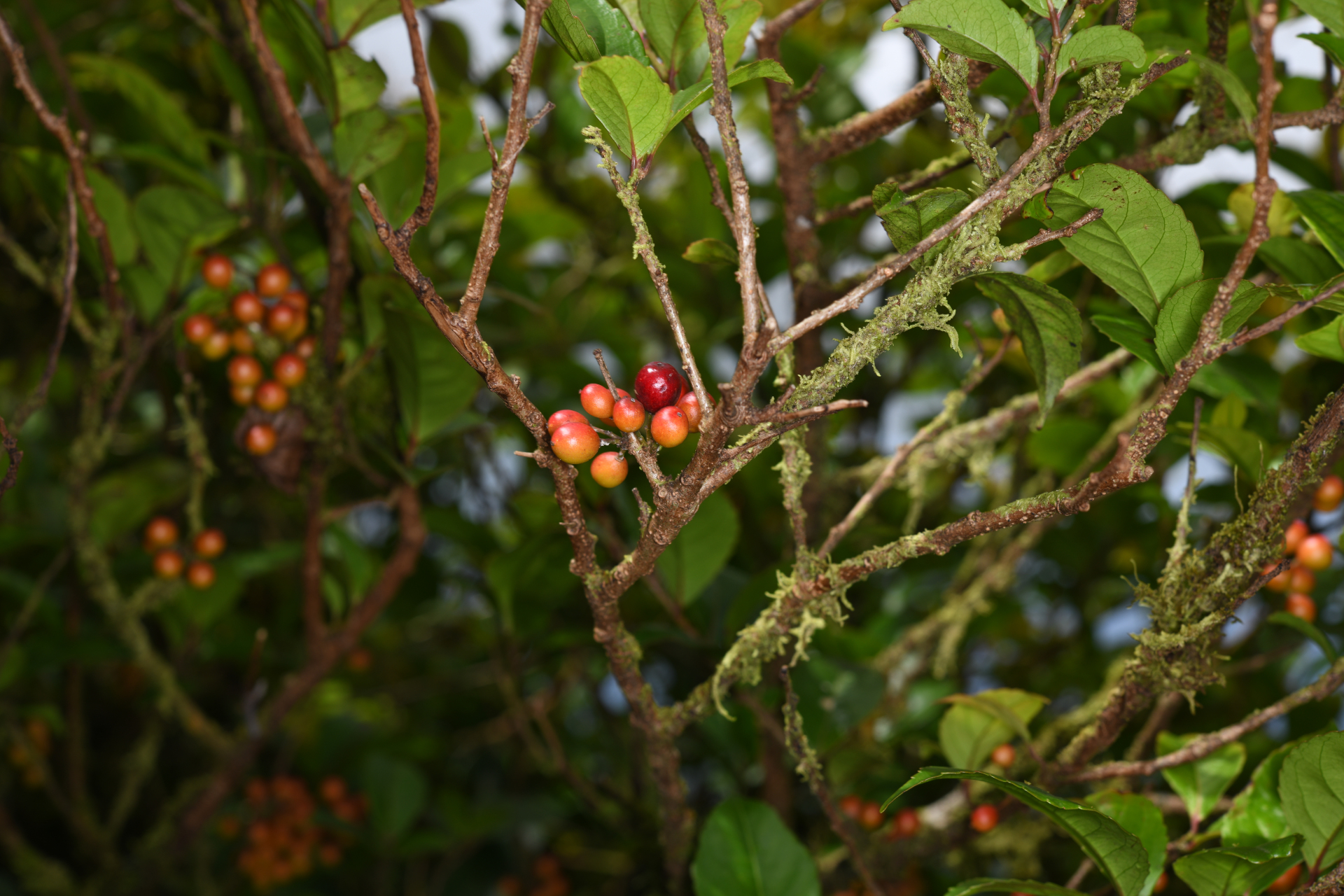 Xylosma martinicensis (Krug & Urb.) Urb. - Photo Bivouac Naturaliste