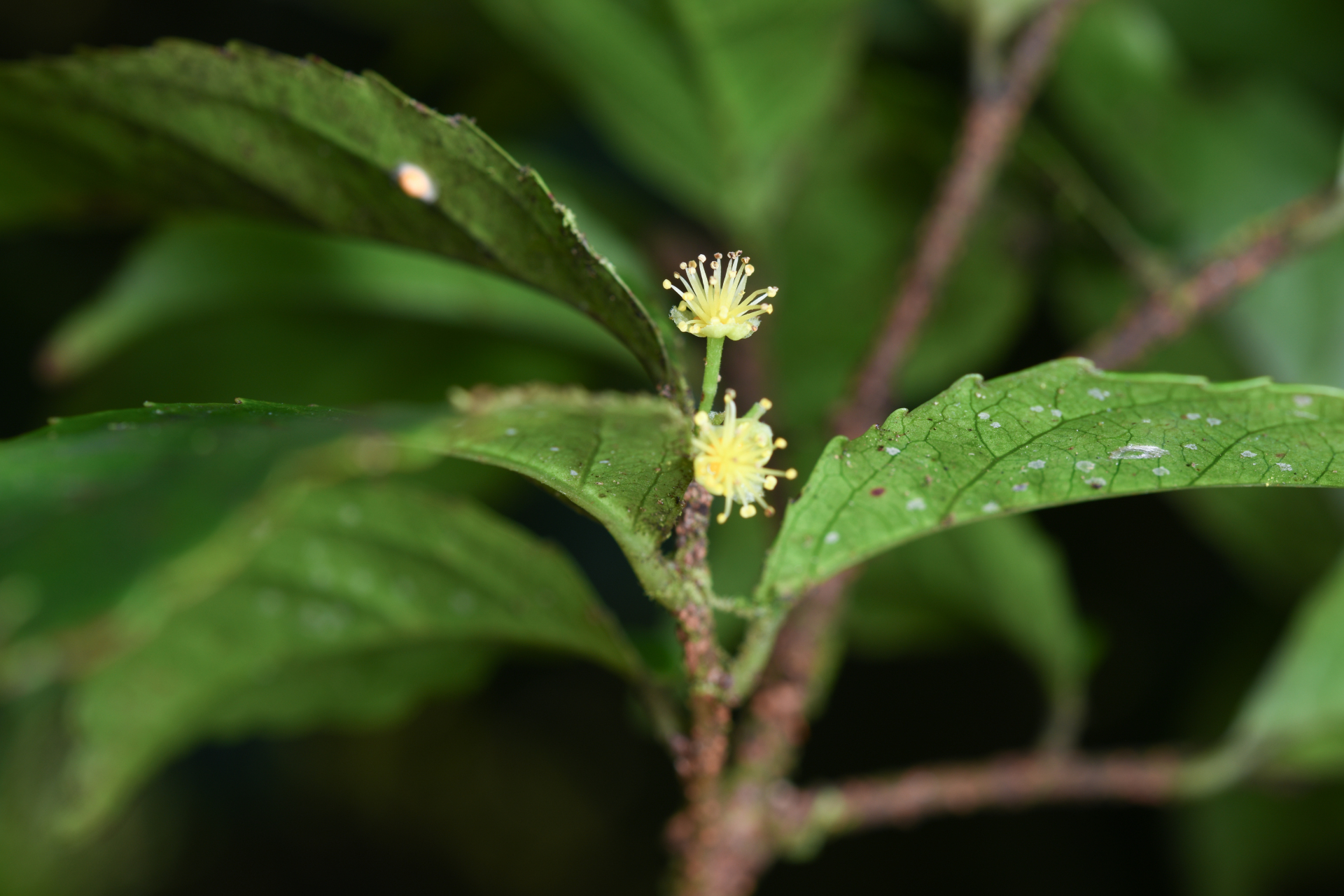 Xylosma martinicensis (Krug & Urb.) Urb. - Photo Bivouac Naturaliste