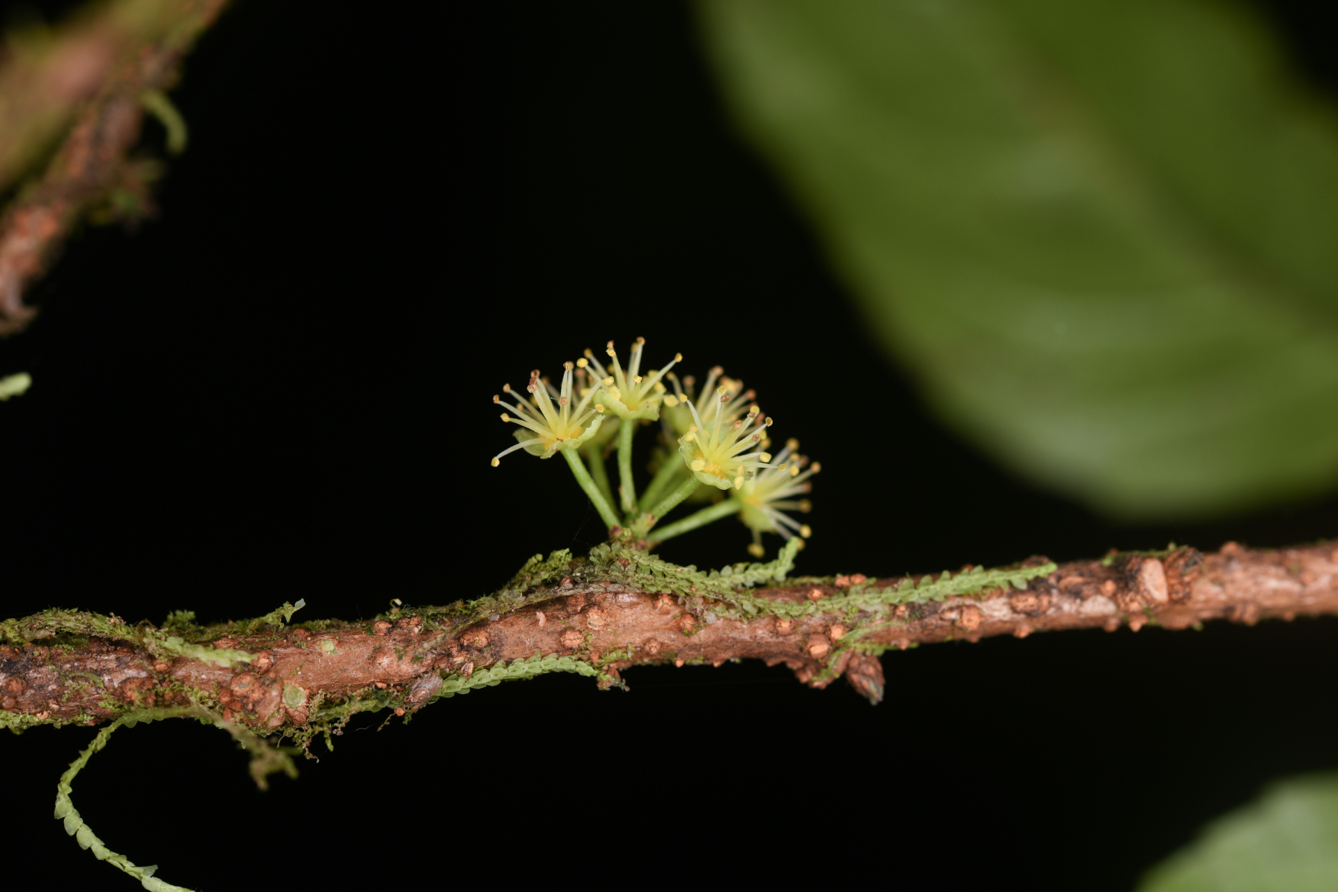 Xylosma martinicensis (Krug & Urb.) Urb. - Photo Bivouac Naturaliste