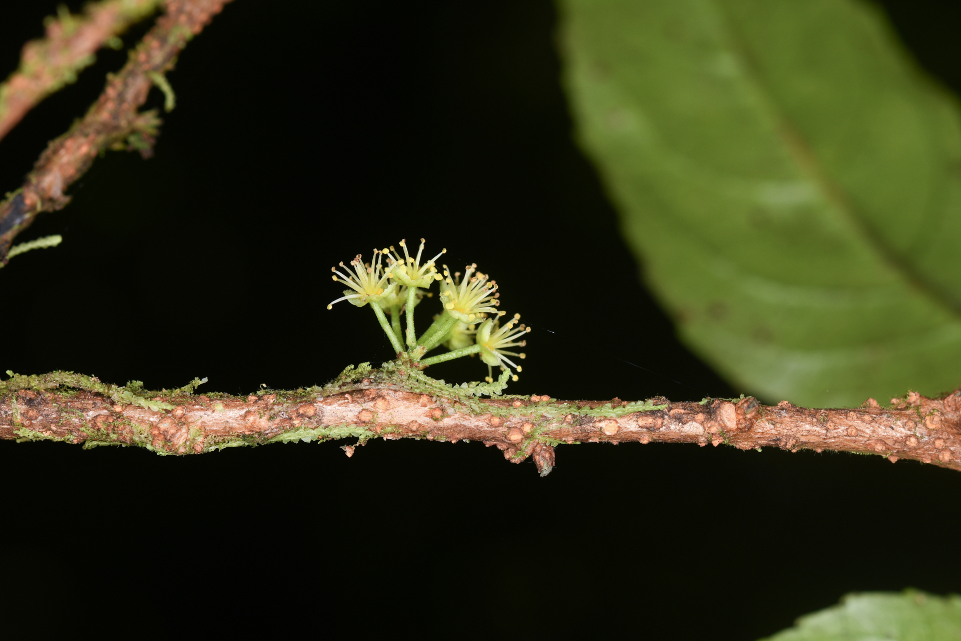 Xylosma martinicensis (Krug & Urb.) Urb. - Photo Bivouac Naturaliste
