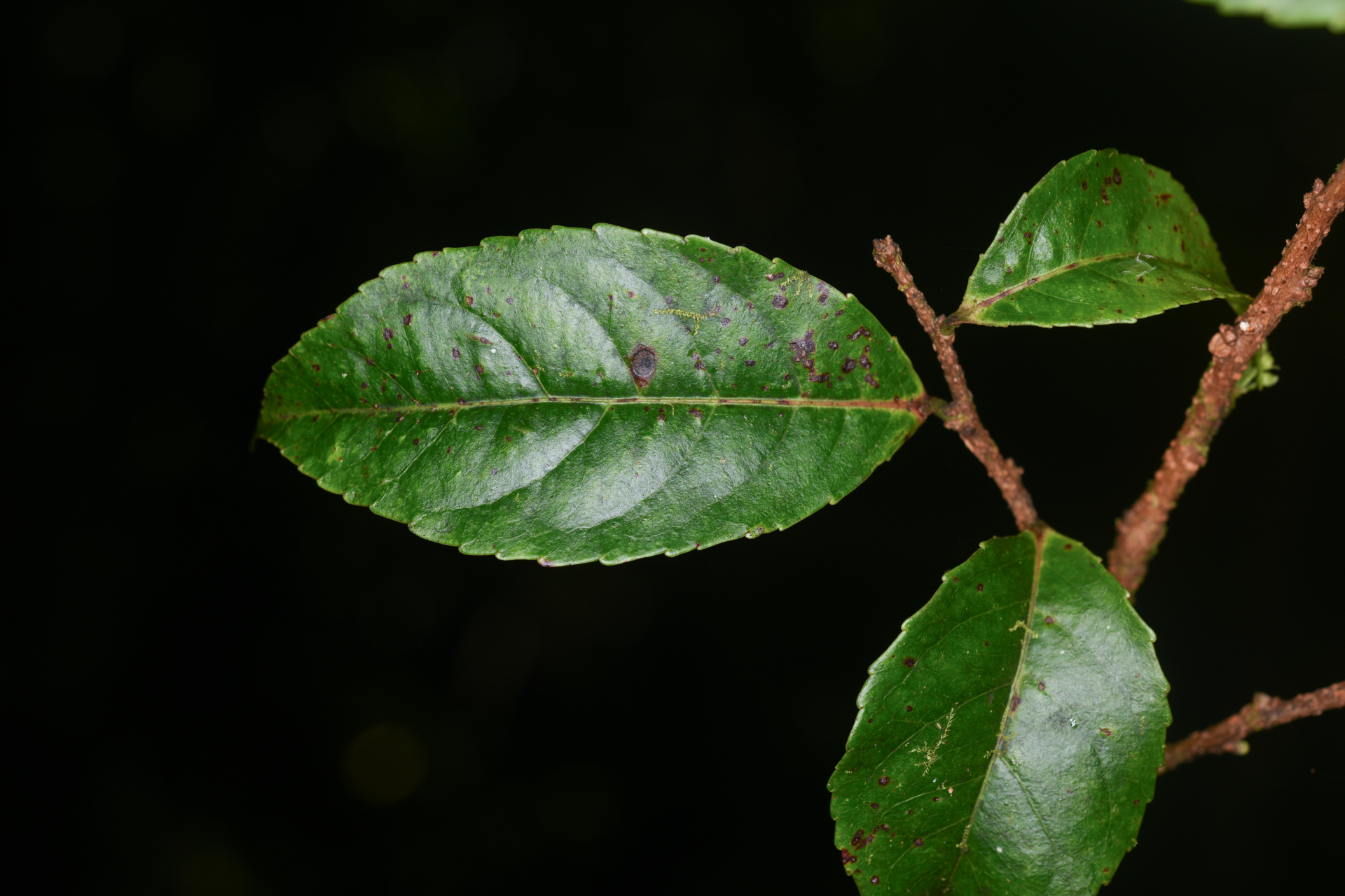 Xylosma martinicensis (Krug & Urb.) Urb. - Photo Bivouac Naturaliste