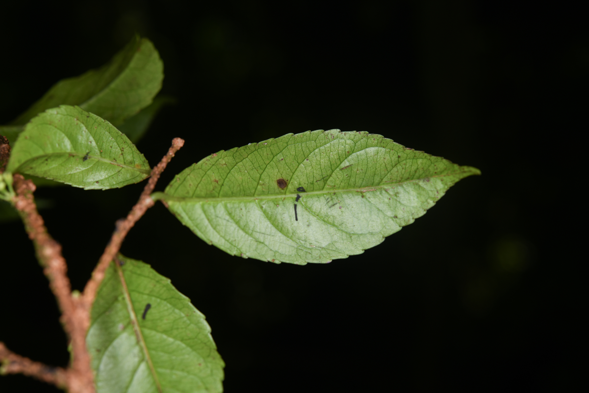 Xylosma martinicensis (Krug & Urb.) Urb. - Photo Bivouac Naturaliste