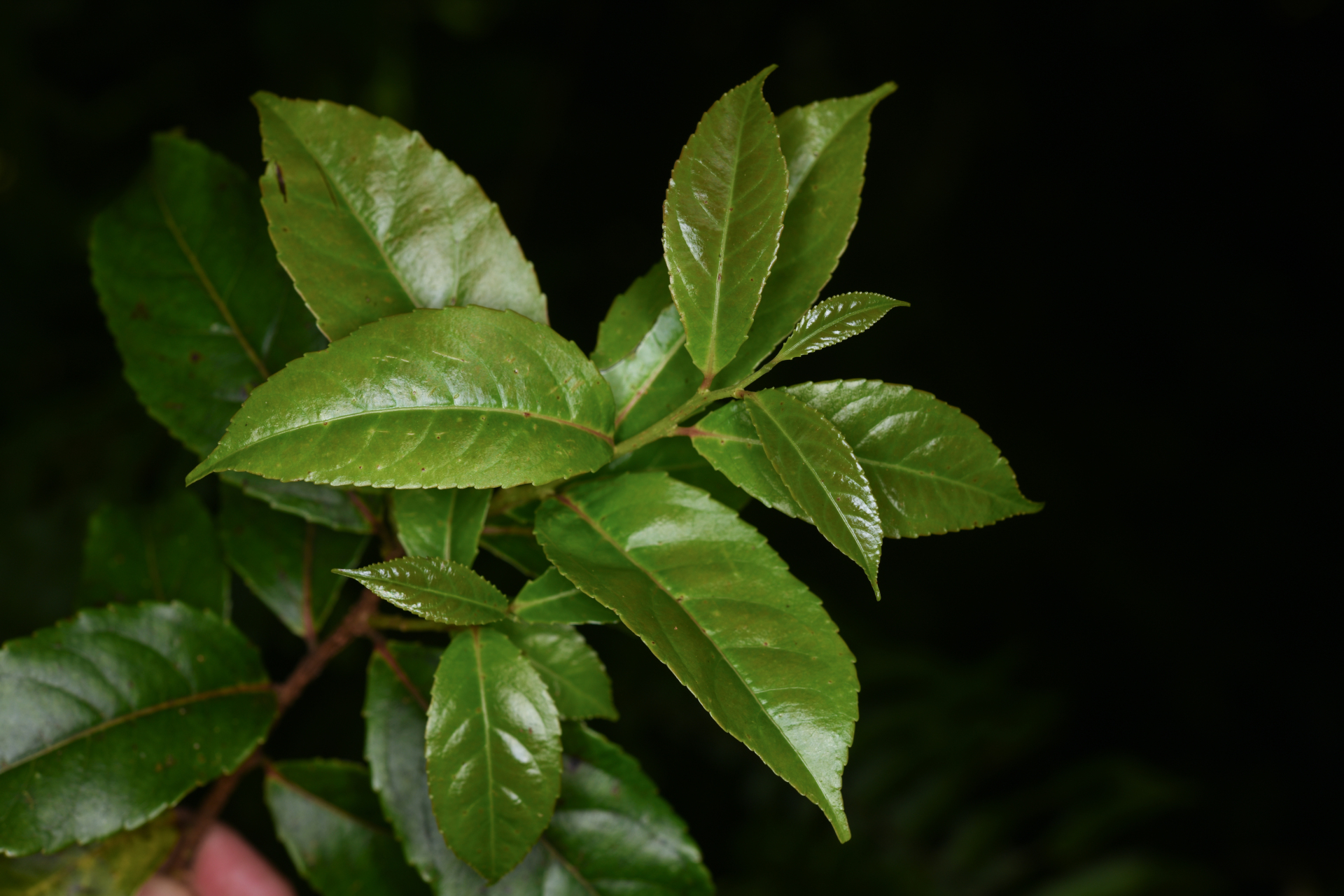 Xylosma martinicensis (Krug & Urb.) Urb. - Photo Bivouac Naturaliste