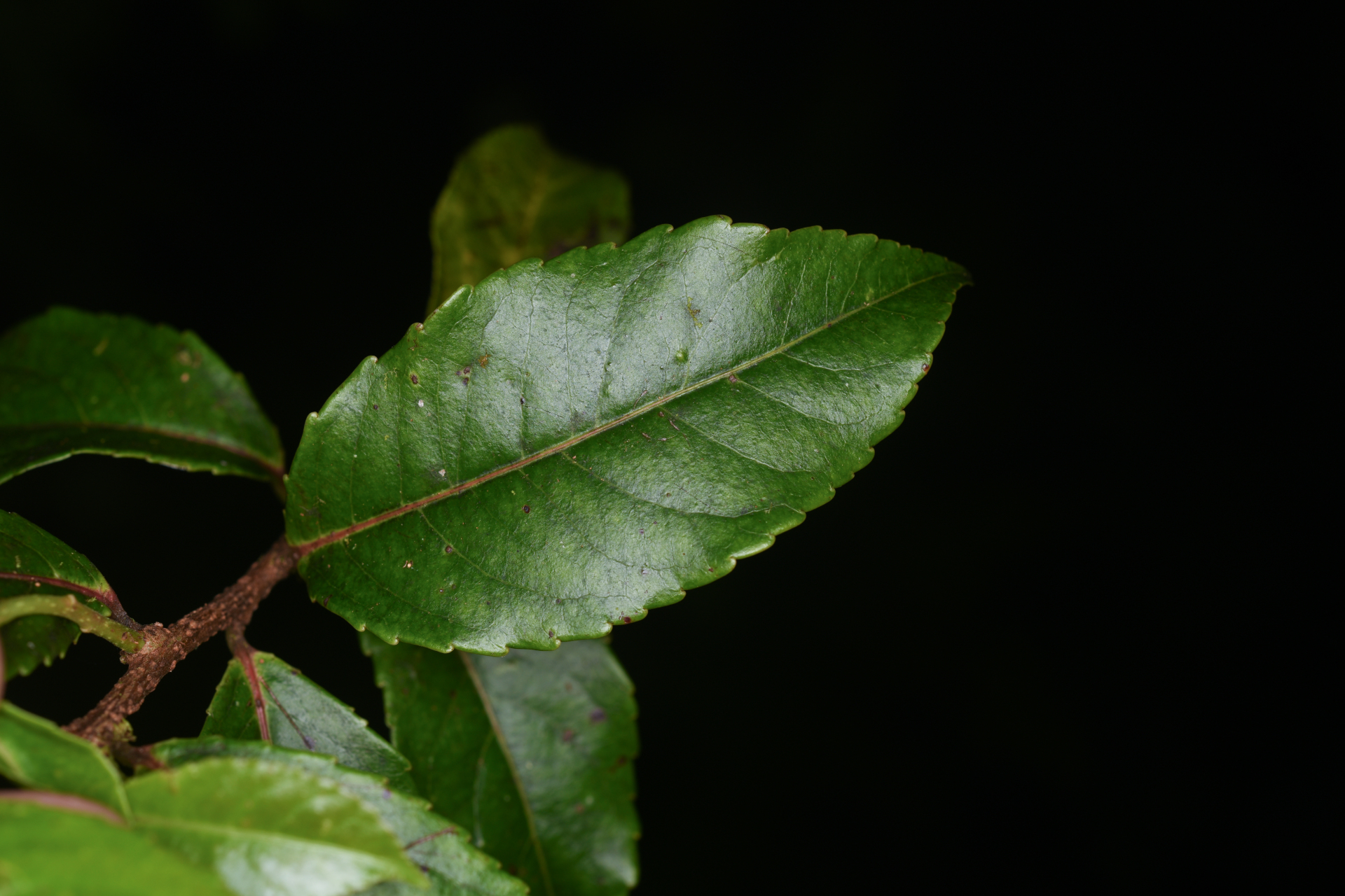 Xylosma martinicensis (Krug & Urb.) Urb. - Photo Bivouac Naturaliste