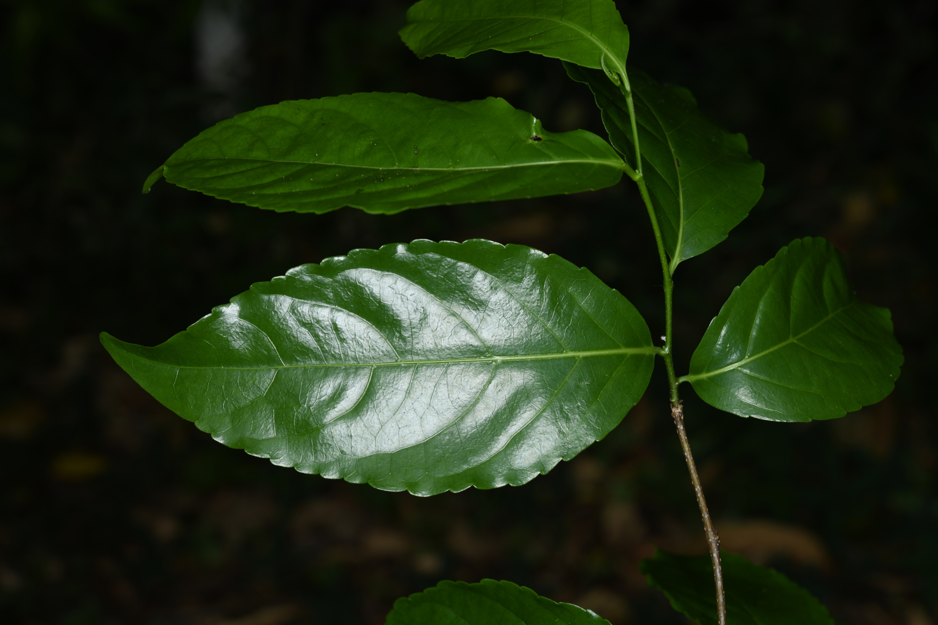 Homalium racemosum Jacq. - Photo Bivouac Naturaliste
